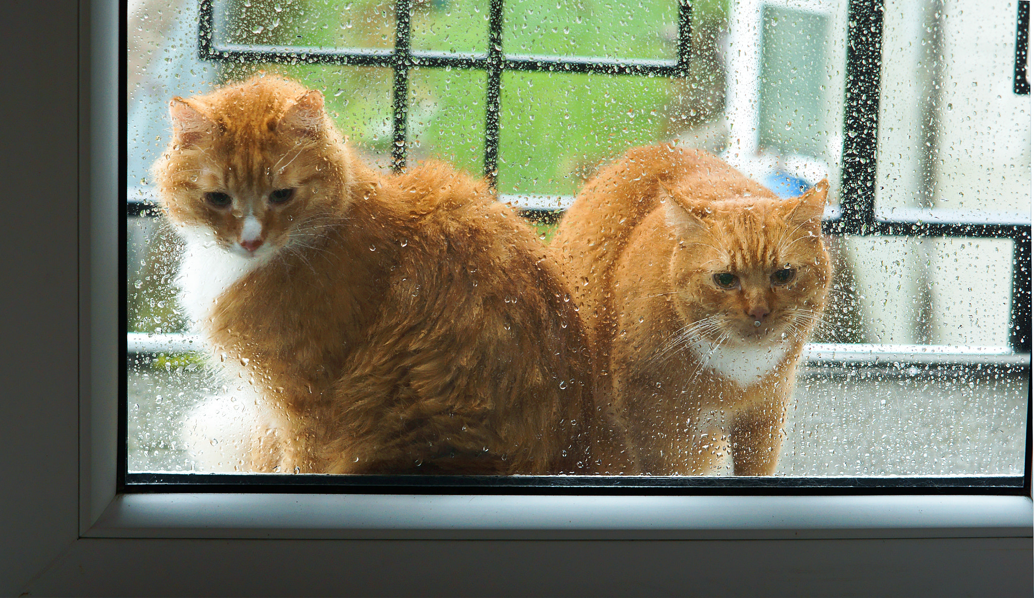 Sony Alpha NEX-3N + E 50mm F1.8 OSS sample photo. Cat red home photography