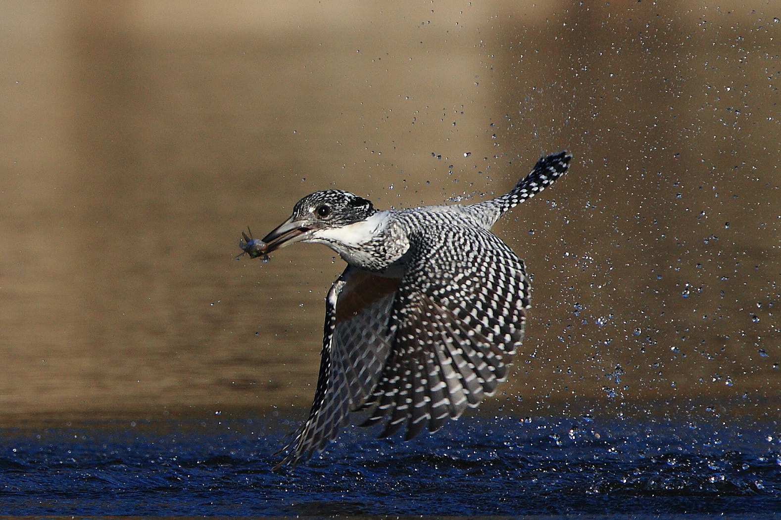 Canon EOS 7D + Canon EF 400mm F4.0 DO IS USM sample photo. Megaceryle lugubris photography