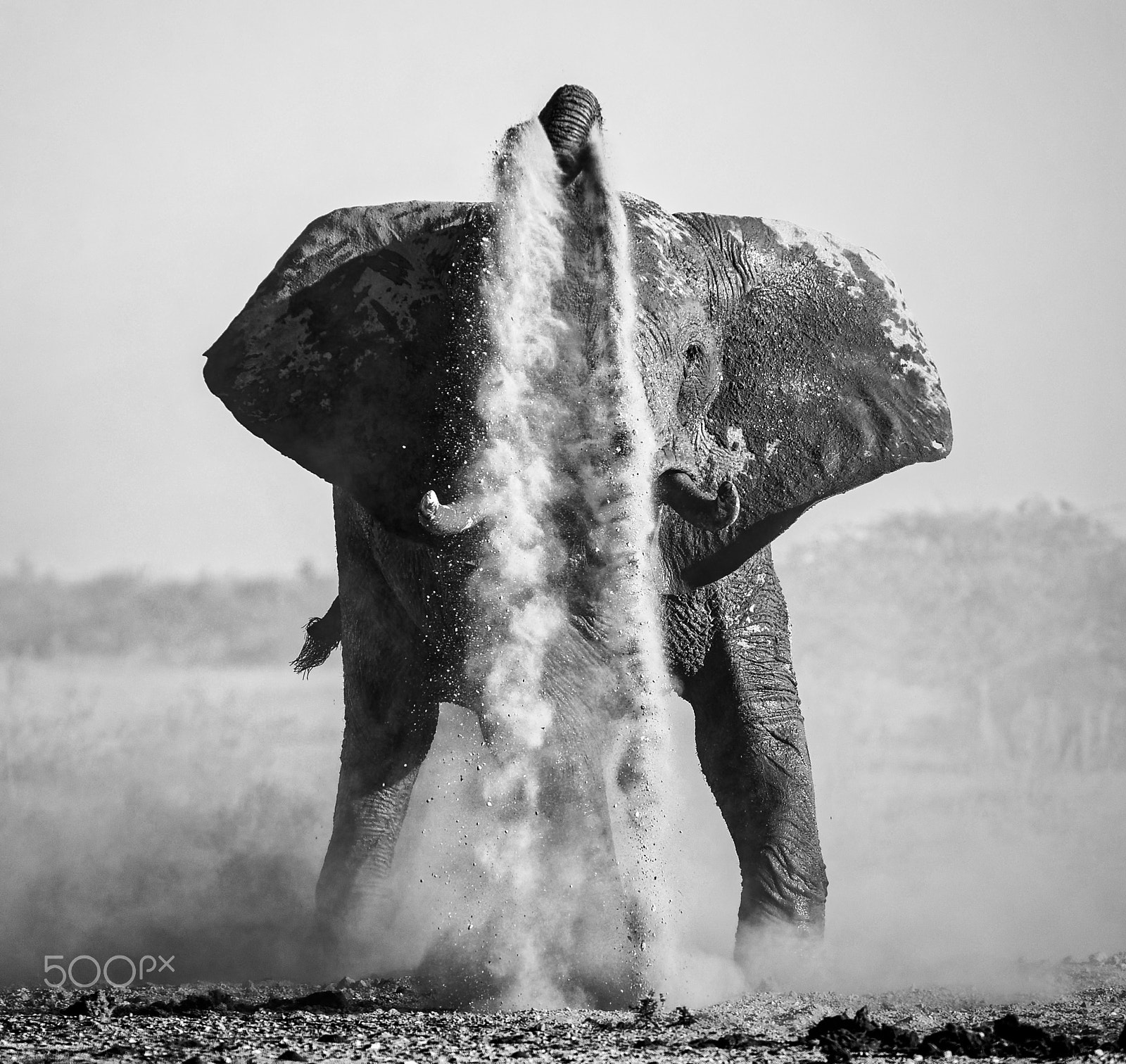Nikon D3 sample photo. Elephant taking a dustbath i, reworked, detailed photography