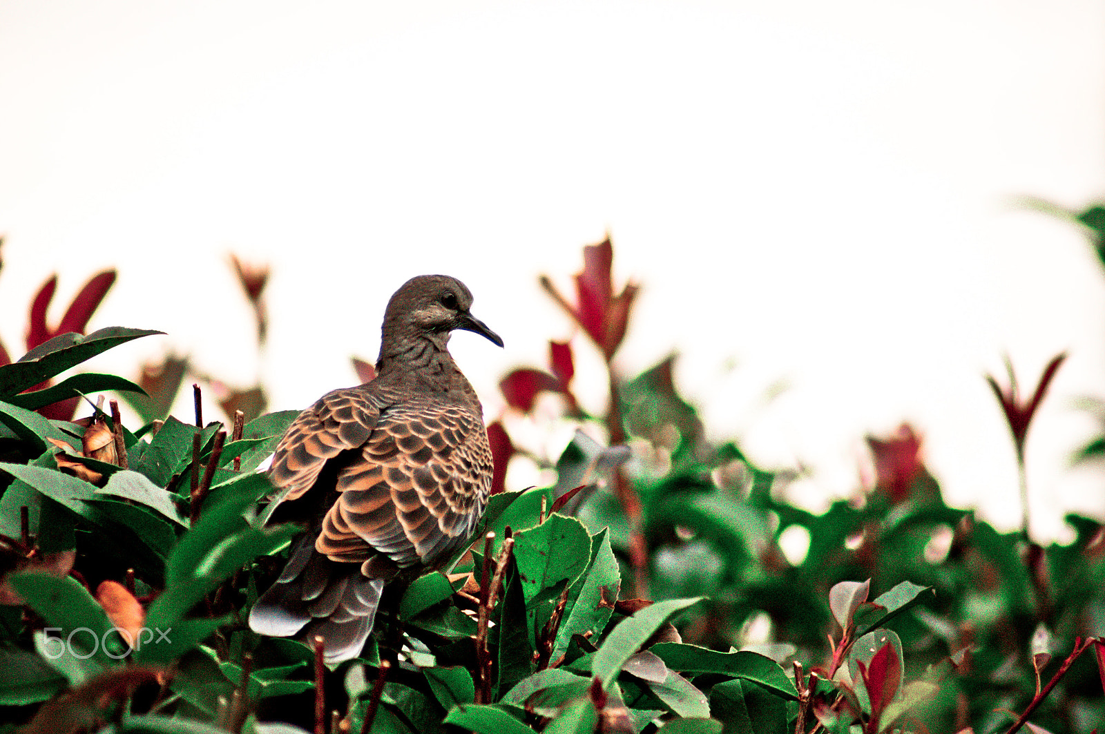 Sony 75-300mm F4.5-5.6 sample photo. Pigeon photography