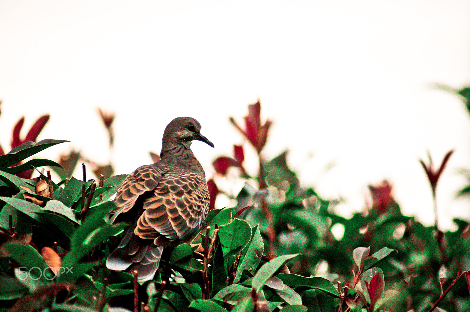 Sony SLT-A55 (SLT-A55V) + Sony 75-300mm F4.5-5.6 sample photo. Pigeon photography