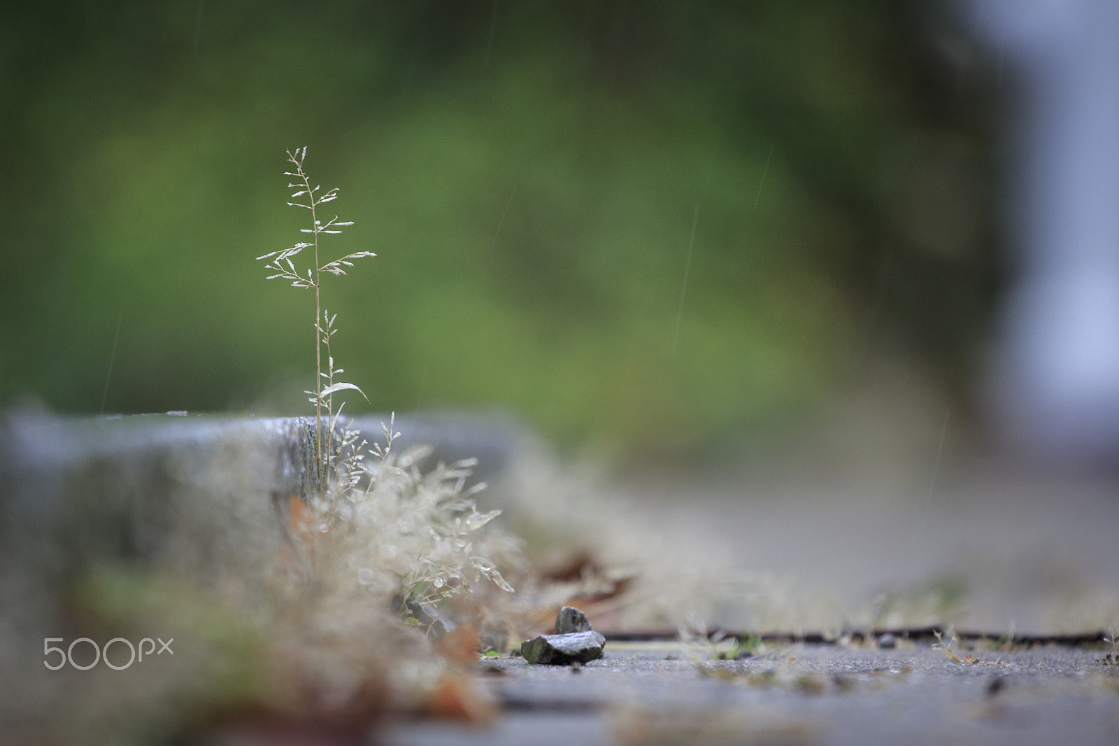 Canon EOS 7D Mark II + Canon EF 70-200mm F4L IS USM sample photo. Plant in the rain photography