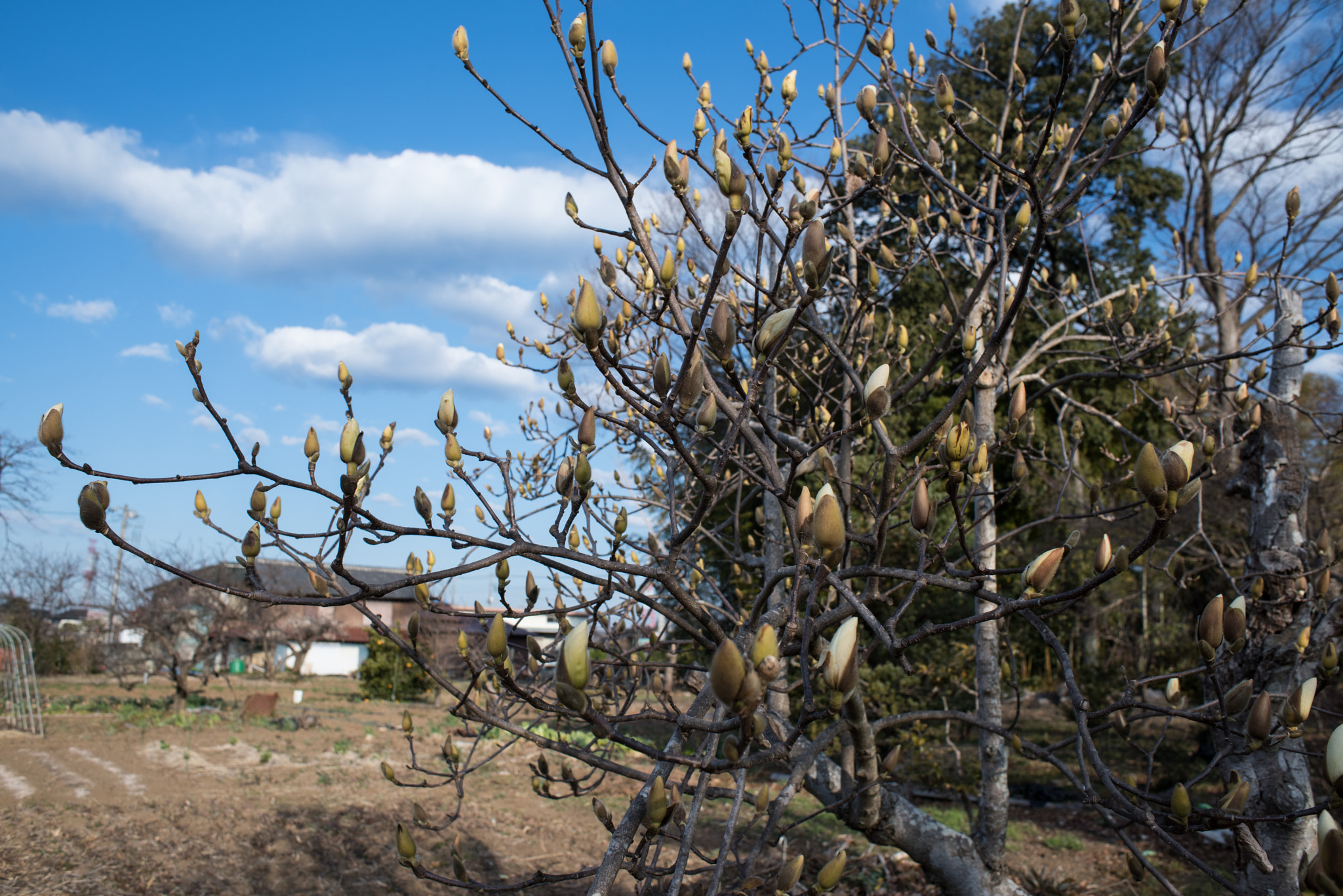 Nikon D810 + Nikon AF Nikkor 28mm F2.8D sample photo. Magnolia photography