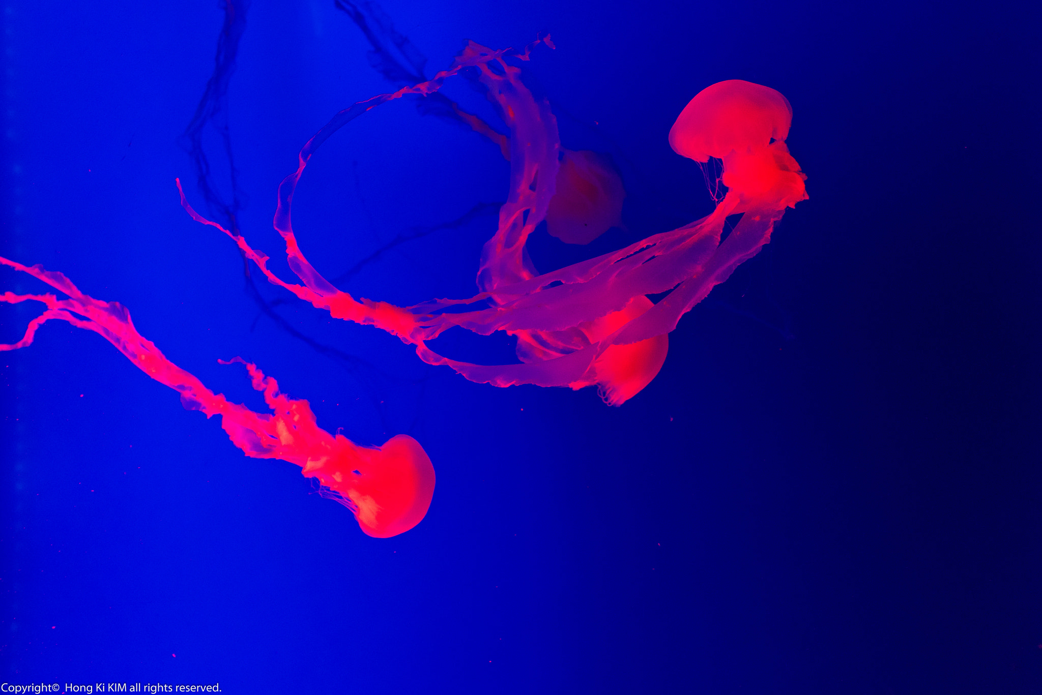 Nikon D750 + Nikon AF-S Nikkor 18-35mm F3.5-4.5G ED sample photo. Jelly fish in red photography