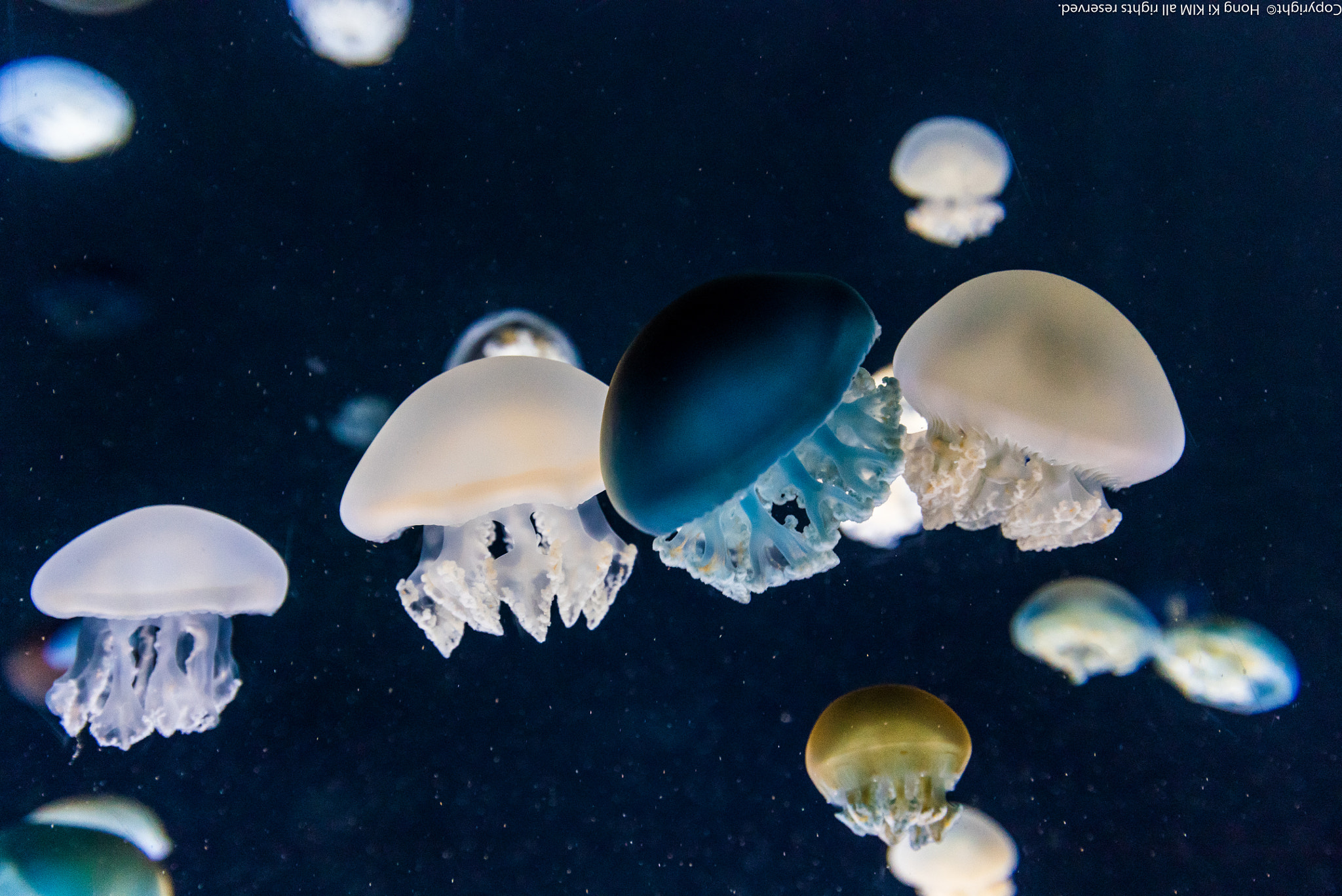 Nikon AF-S Nikkor 18-35mm F3.5-4.5G ED sample photo. Small jelly fishes hanging together photography