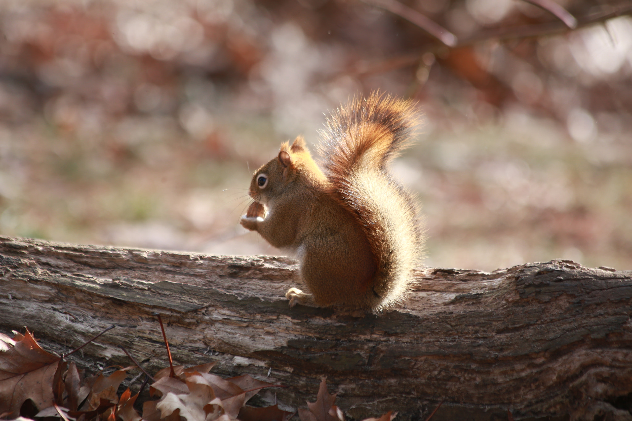 Canon EF 70-300mm F4-5.6 IS USM sample photo