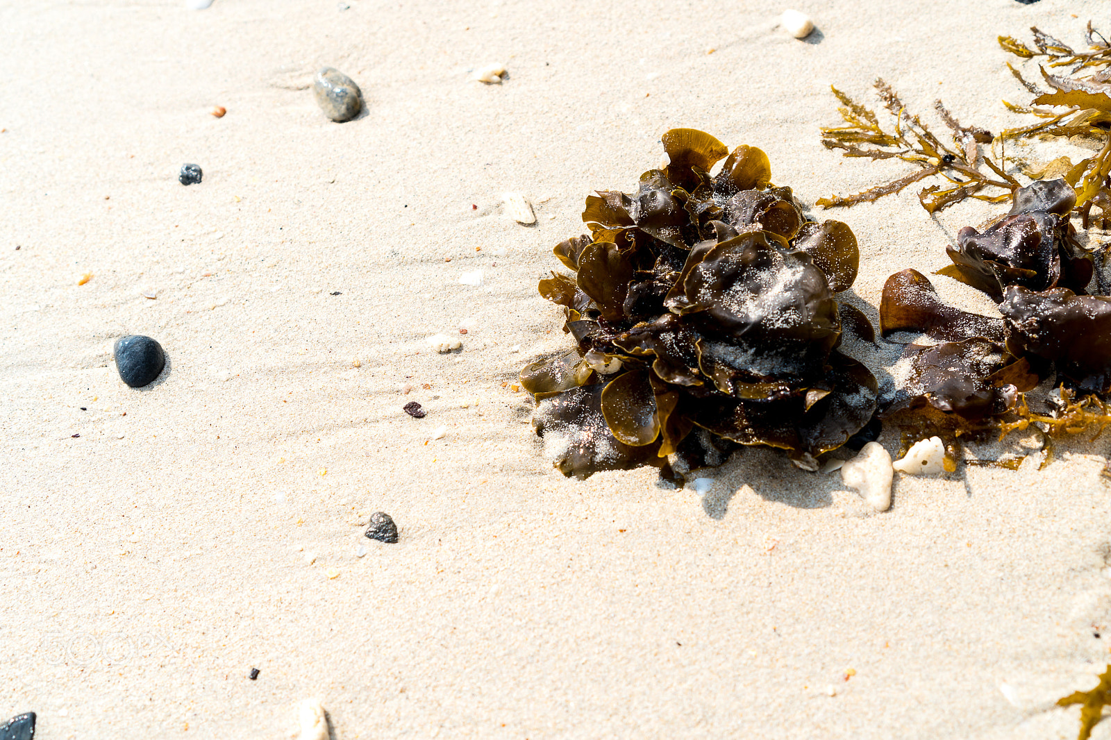 Sony E 35mm F1.8 OSS sample photo. Seaweed on sand photography