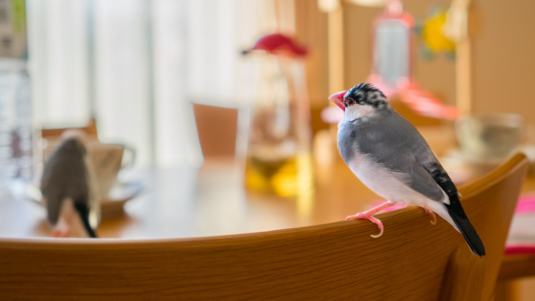 Sony a7 II + Sony Sonnar T* FE 35mm F2.8 ZA sample photo. 一緒にティータイム photography