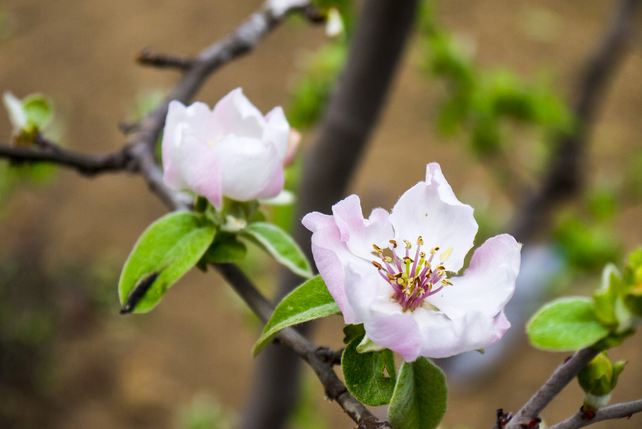 Panasonic Lumix DMC-GF3 + Panasonic Lumix G Vario 14-42mm F3.5-5.6 ASPH OIS sample photo. Welcome spring photography