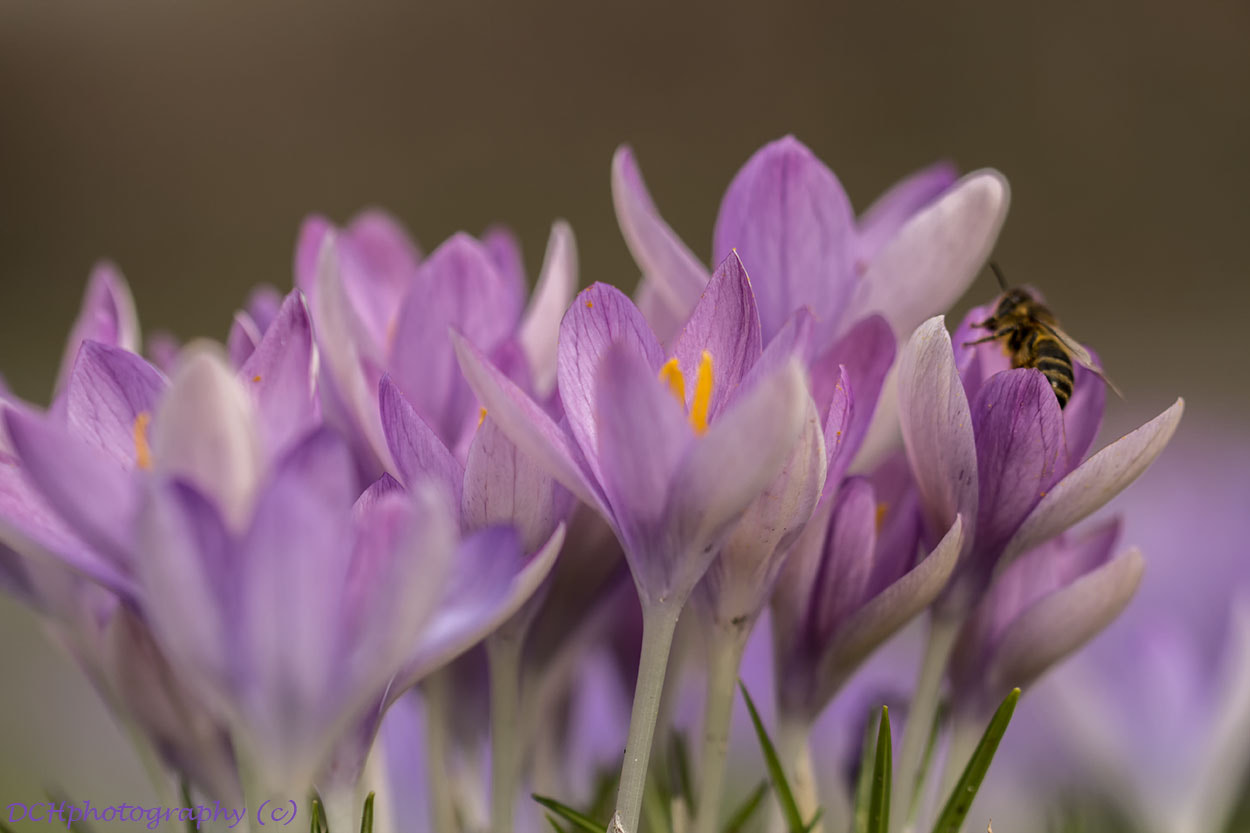 Canon EF 100mm F2.8L Macro IS USM sample photo. Springtime photography