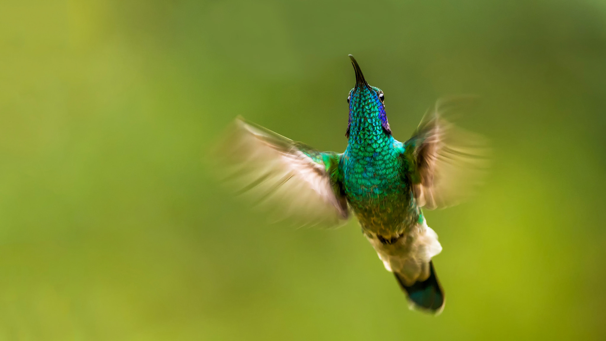 Olympus OM-D E-M1 Mark II + OLYMPUS M.300mm F4.0 sample photo. Colibrì  photography