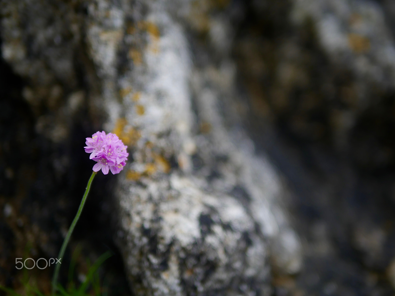 Panasonic Lumix DMC-G7 + Panasonic Leica DG Summilux 25mm F1.4 II ASPH sample photo. Little flower photography