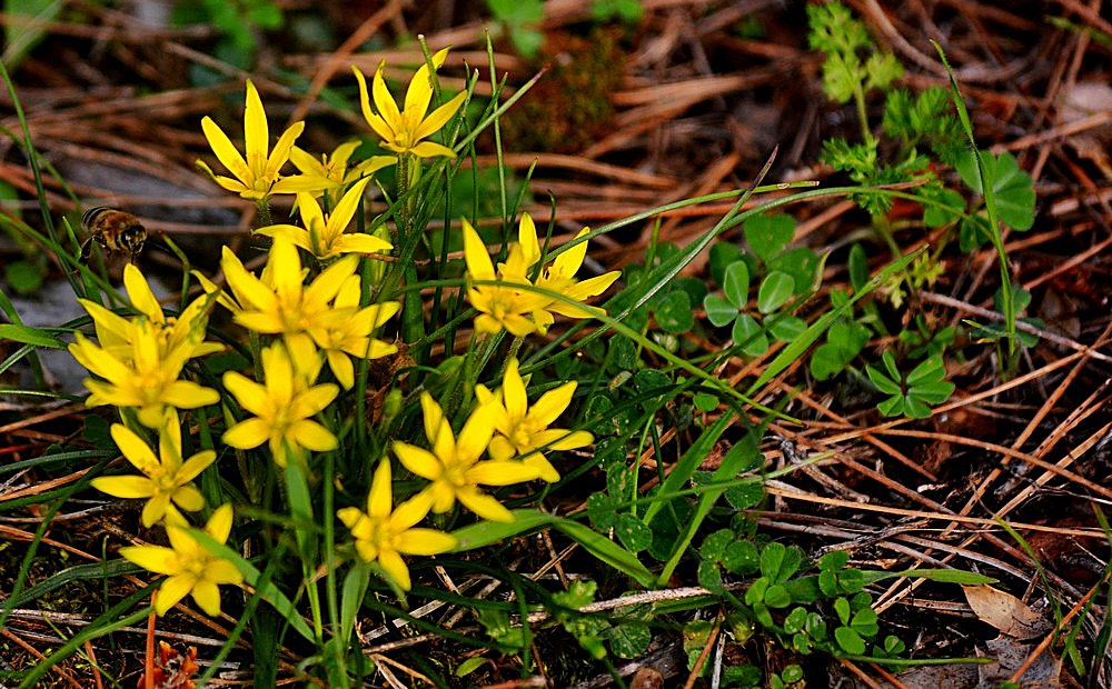 Sigma 70-300mm F4-5.6 APO Macro Super II sample photo. Les fleurs des champs photography