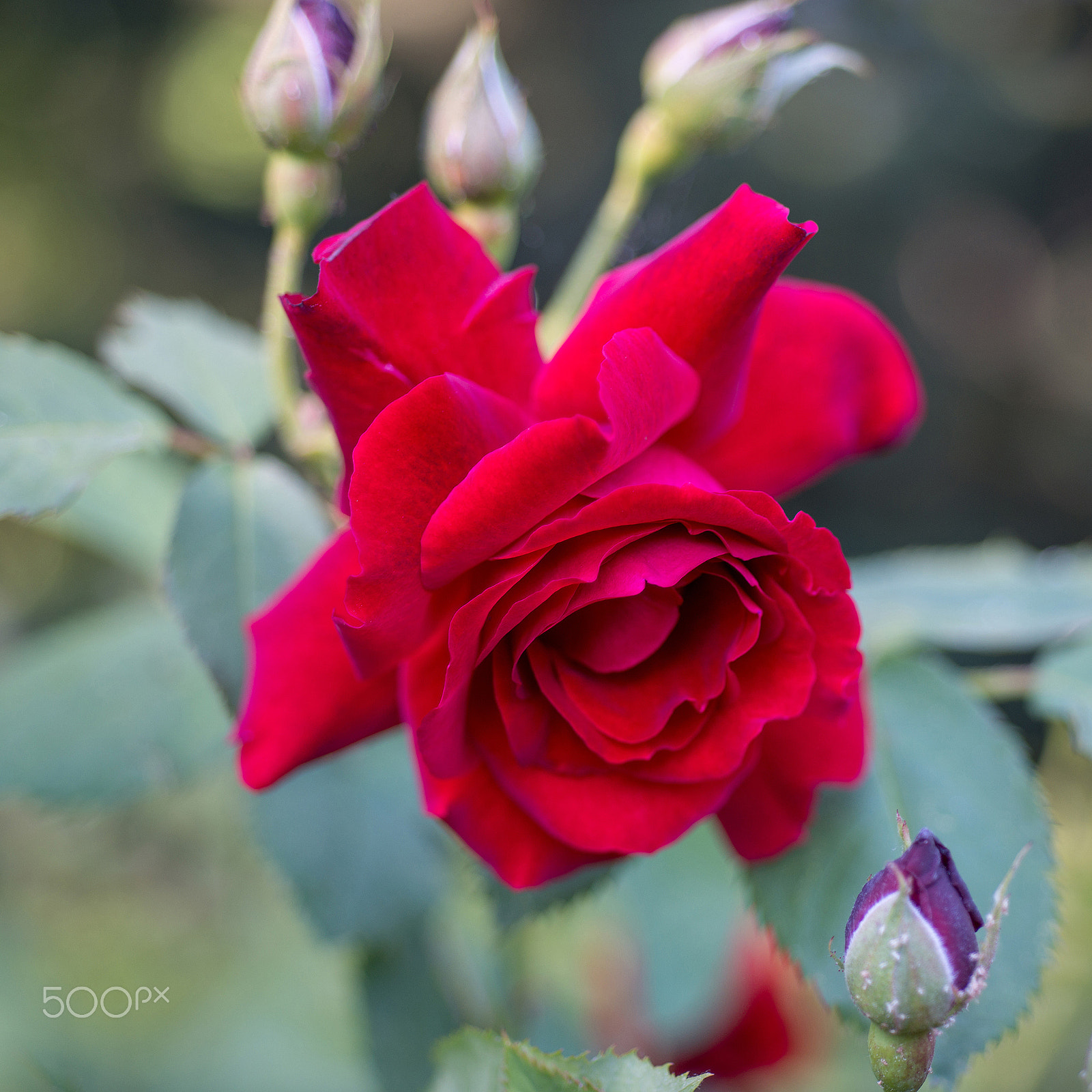 Nikon AF Micro-Nikkor 60mm F2.8D sample photo. Flower rose photography