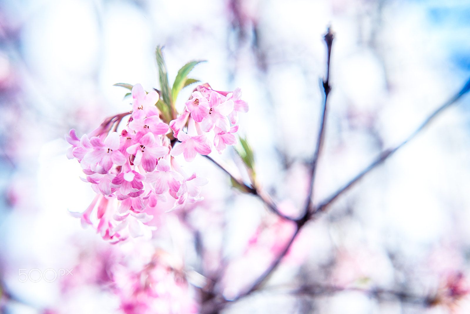 Nikon D800 + Nikon AF Nikkor 50mm F1.8D sample photo. Blossoming season3 photography