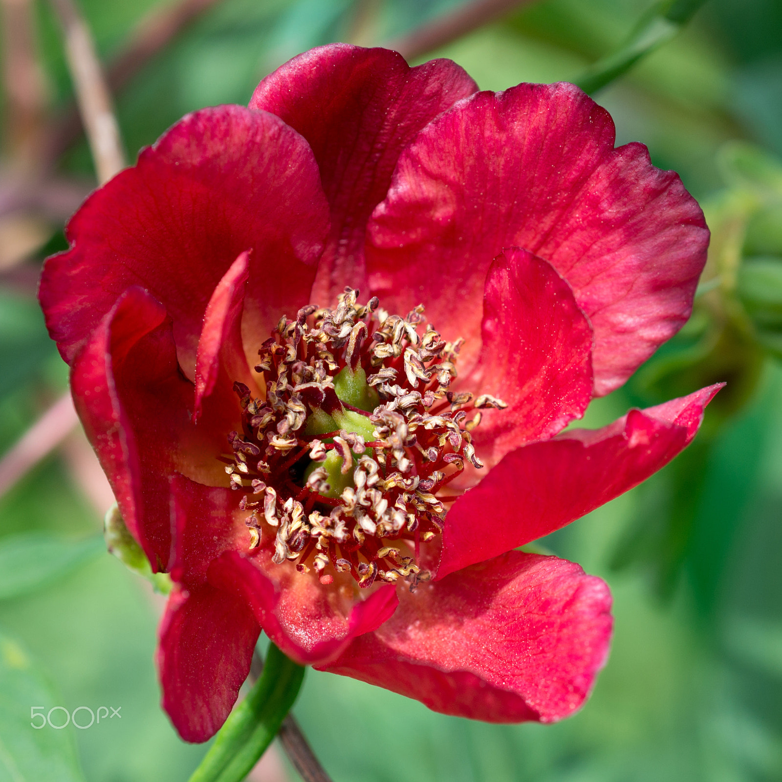 Nikon AF Micro-Nikkor 60mm F2.8D sample photo. Paeonia delavayi  flower photography