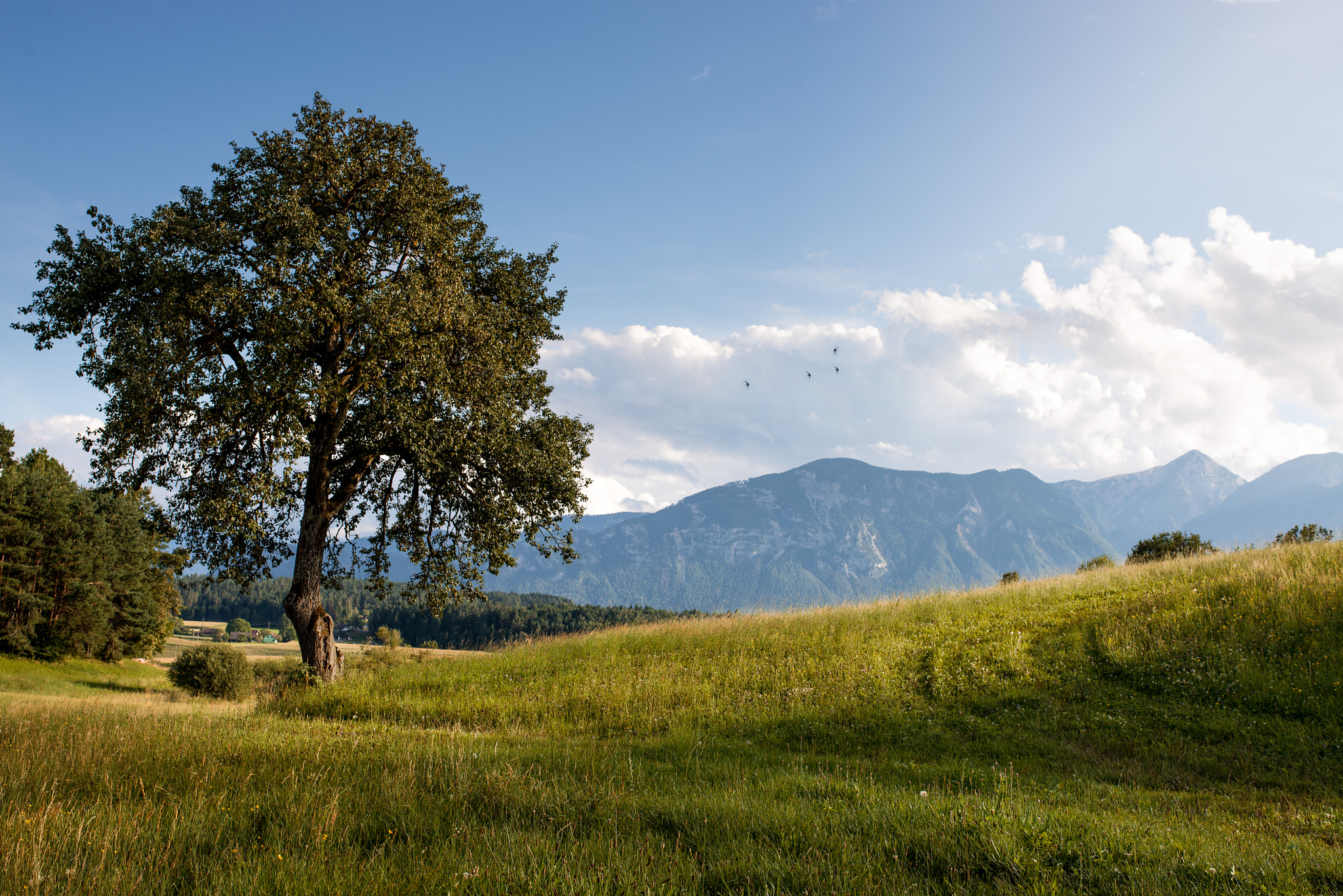 Nikon D610 + Sigma 35mm F1.4 DG HSM Art sample photo. Kärnten - unternarrach photography