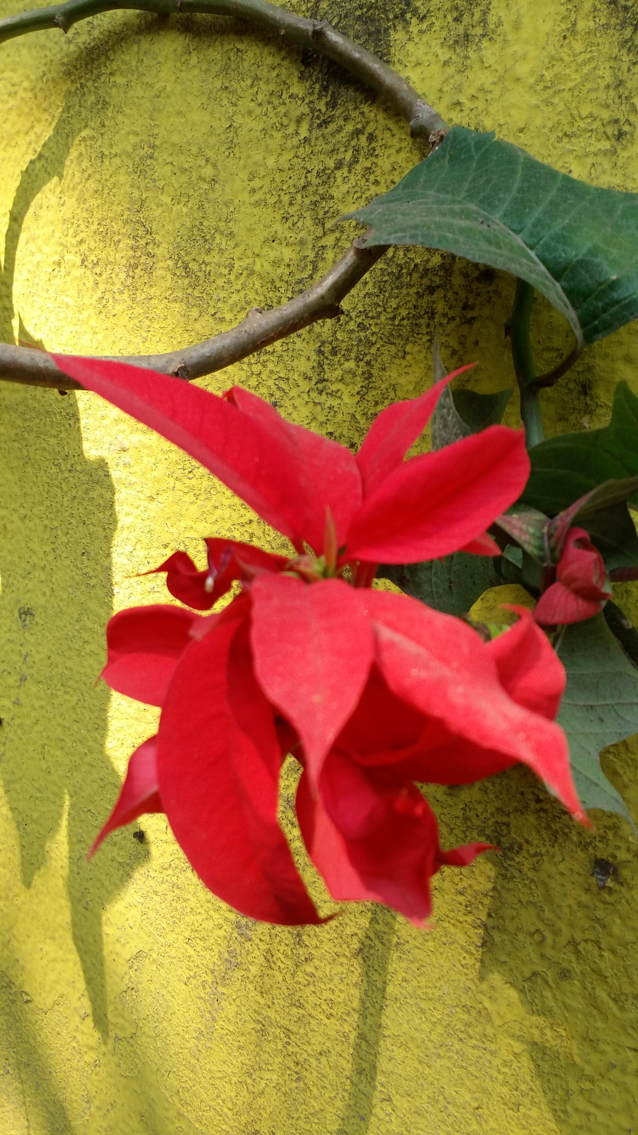Samsung Galaxy E7 sample photo
