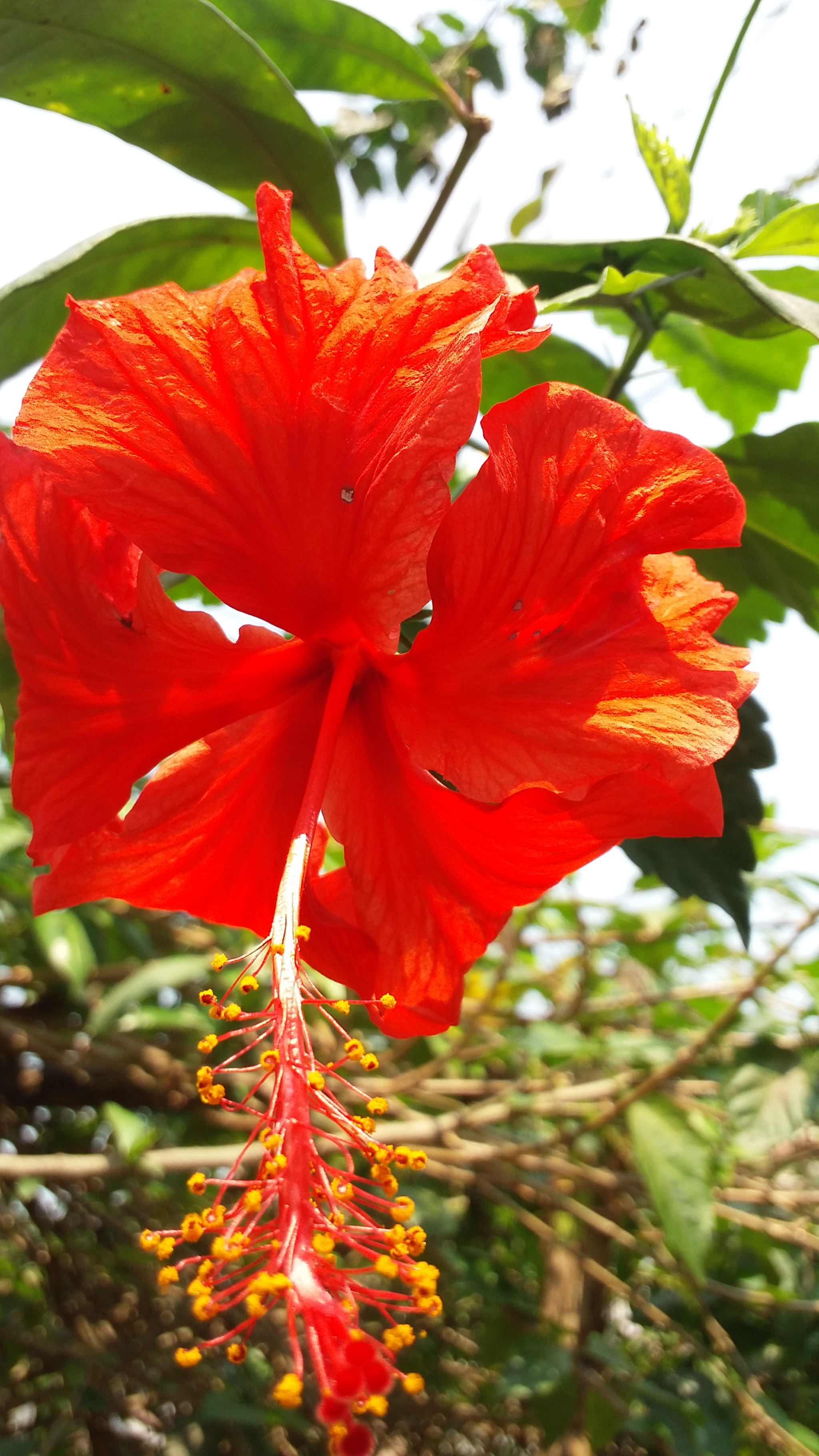 Samsung Galaxy E7 sample photo
