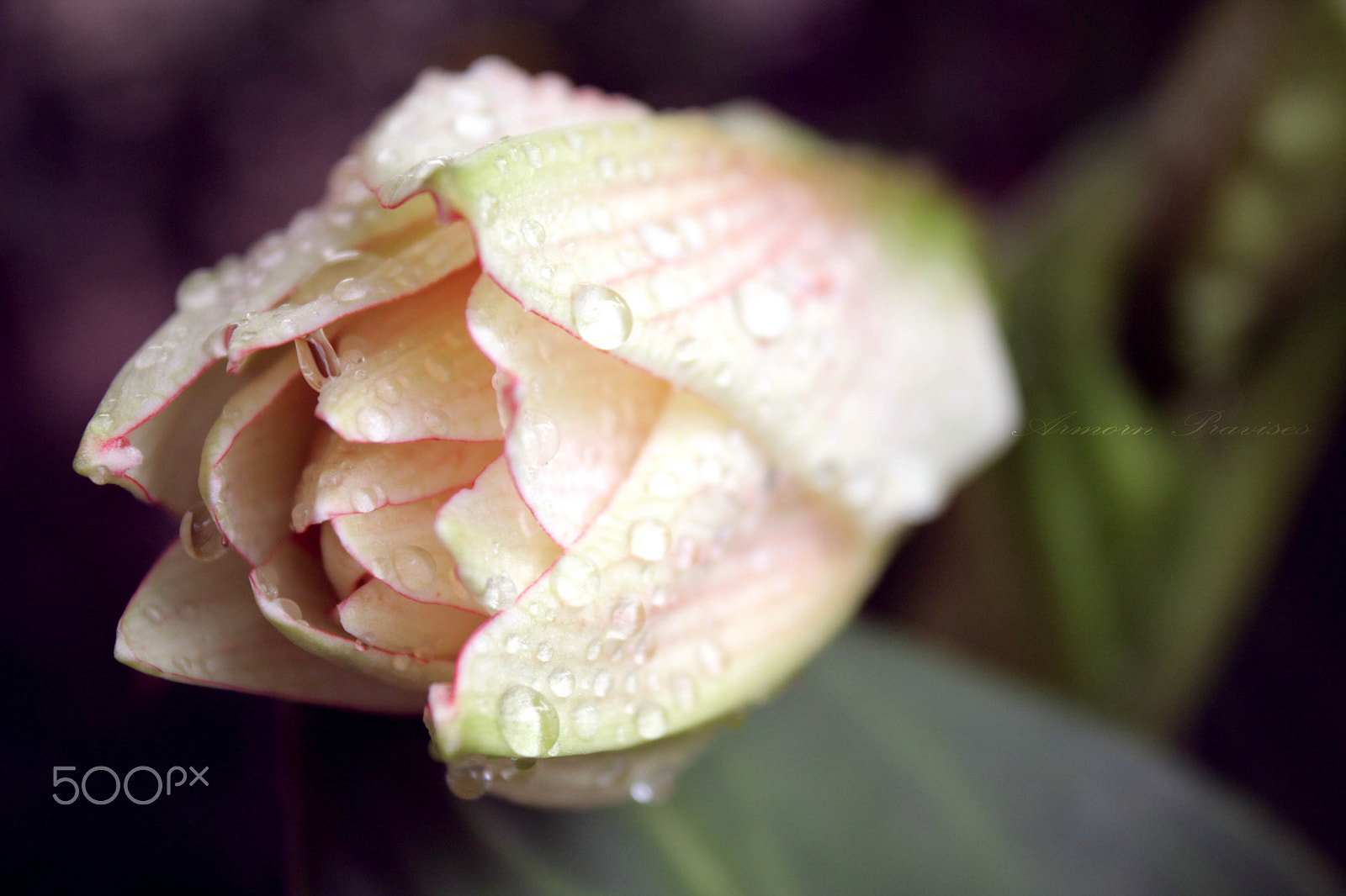 Canon EOS 40D sample photo. Lilly. photography