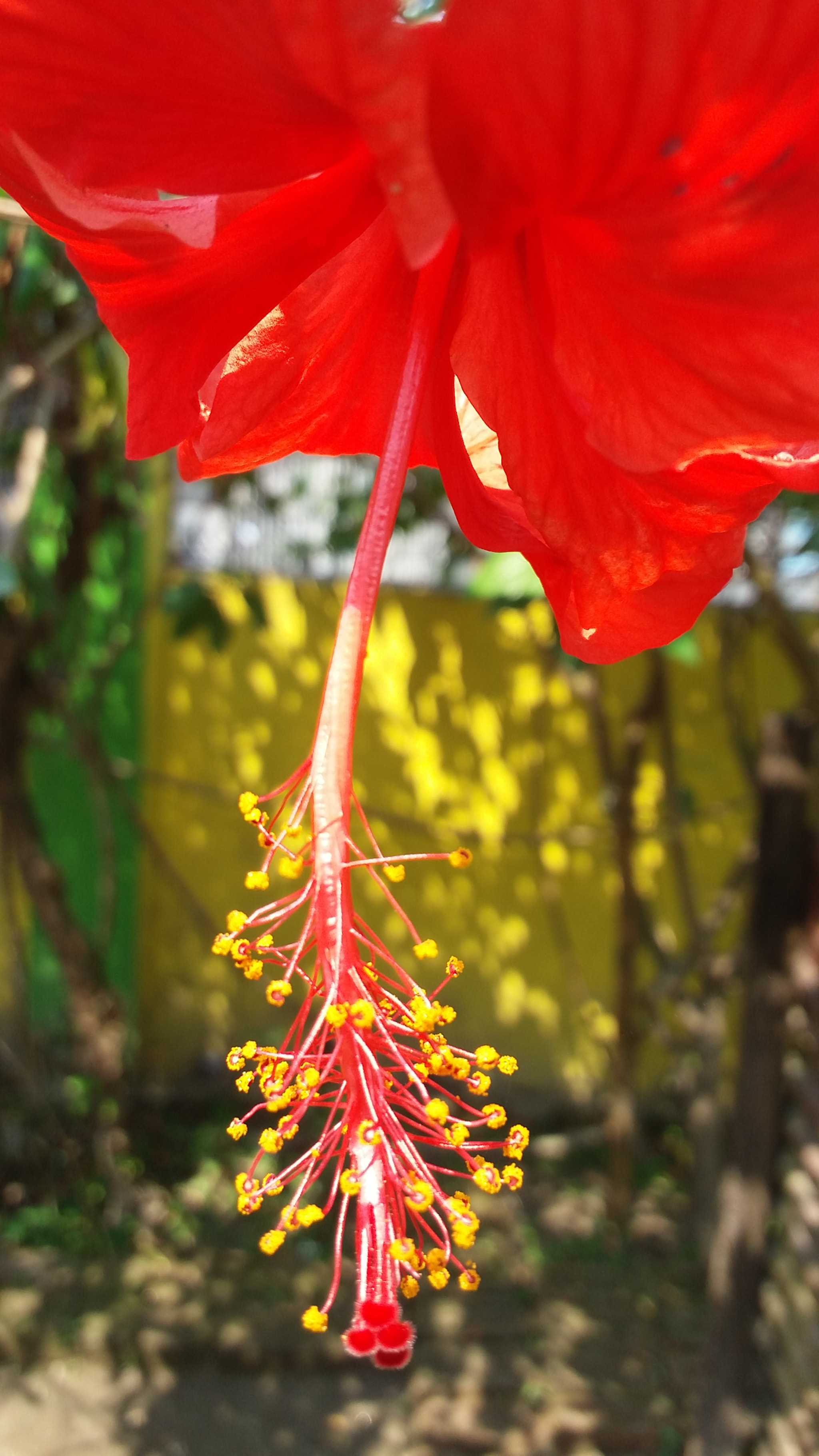 Samsung Galaxy E7 sample photo