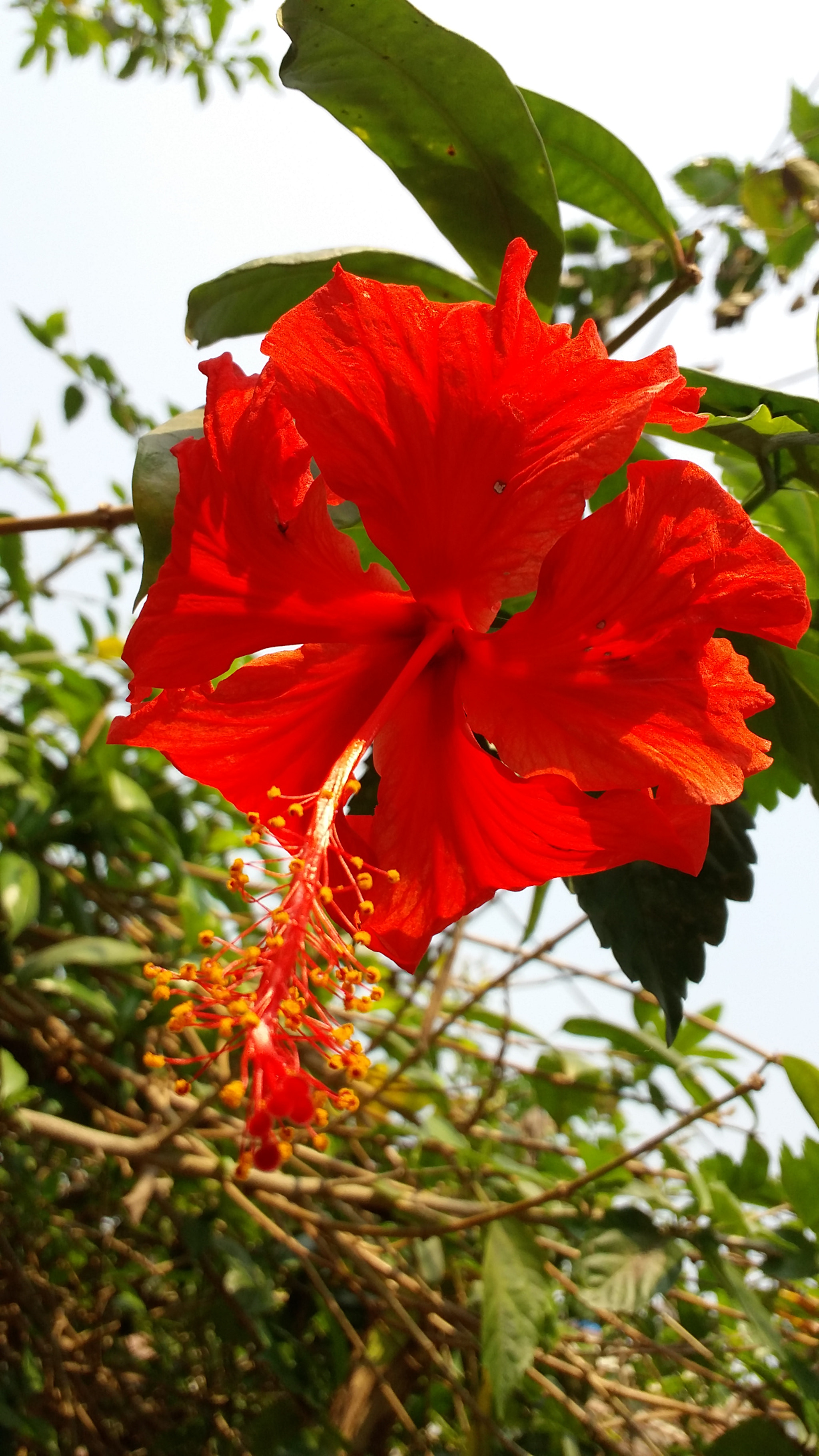 Samsung Galaxy E7 sample photo