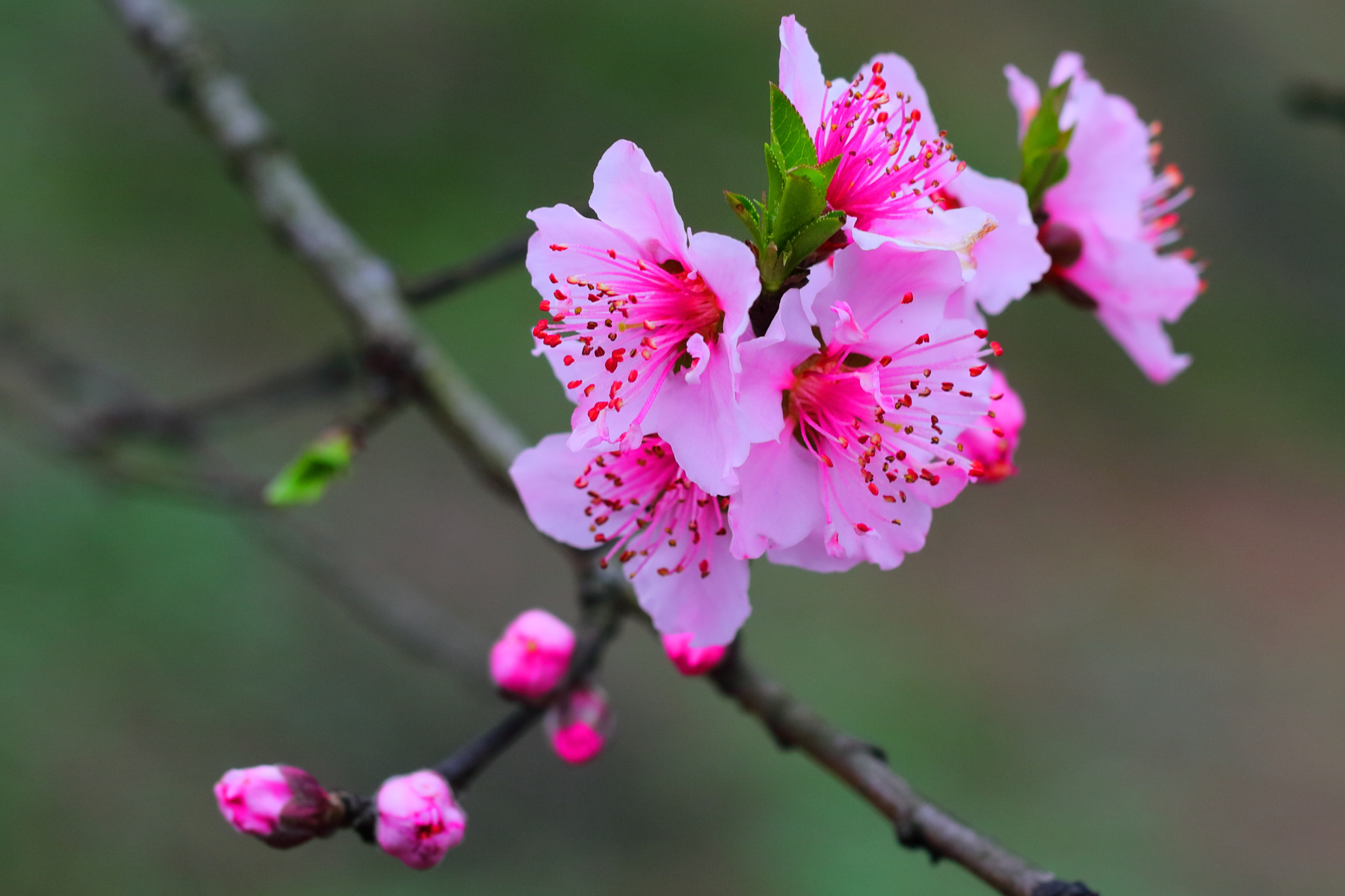 Canon EOS 5DS R + Canon EF 100mm F2.8L Macro IS USM sample photo. Peach blossom 3 photography
