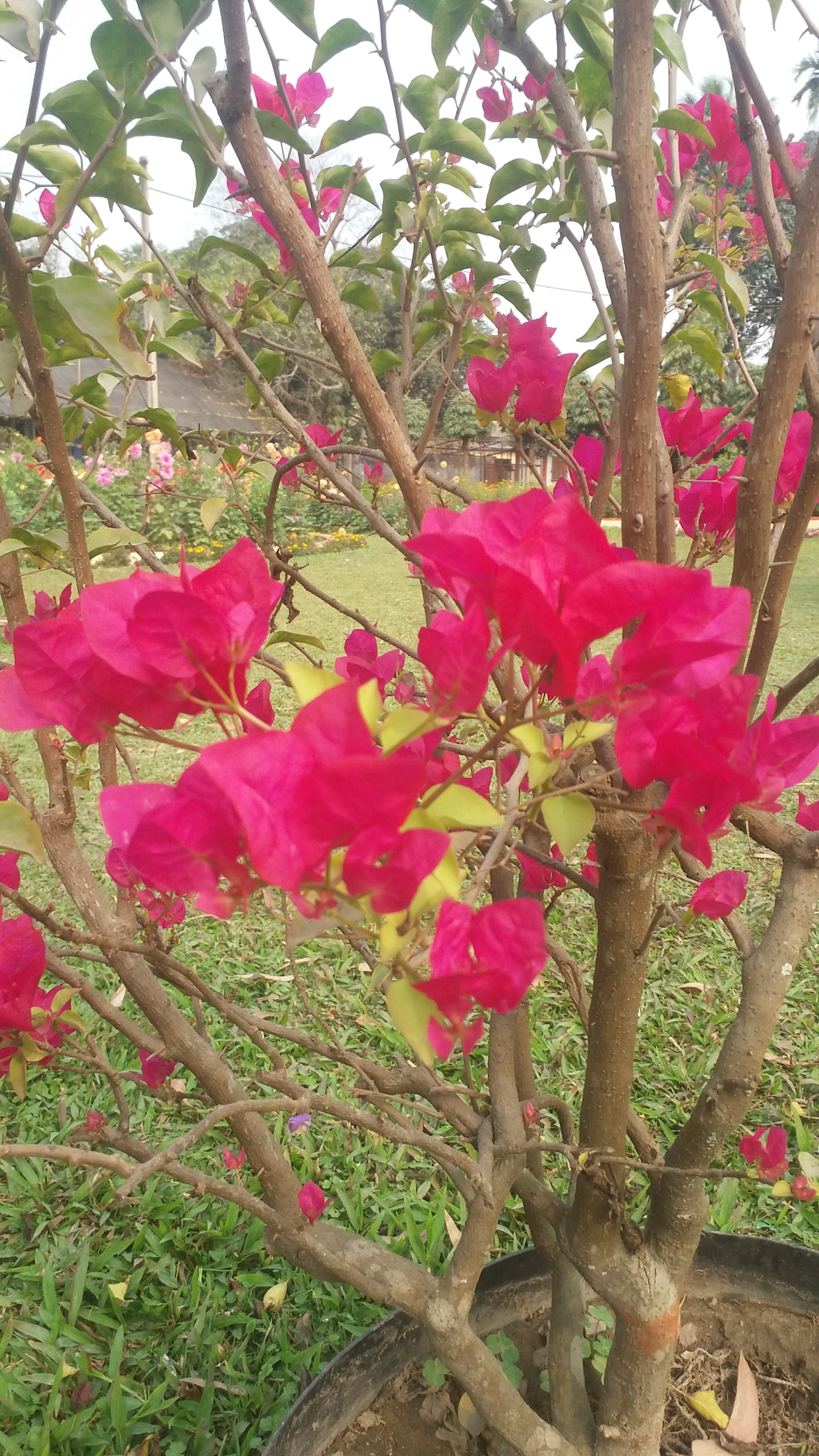 Samsung Galaxy E7 sample photo