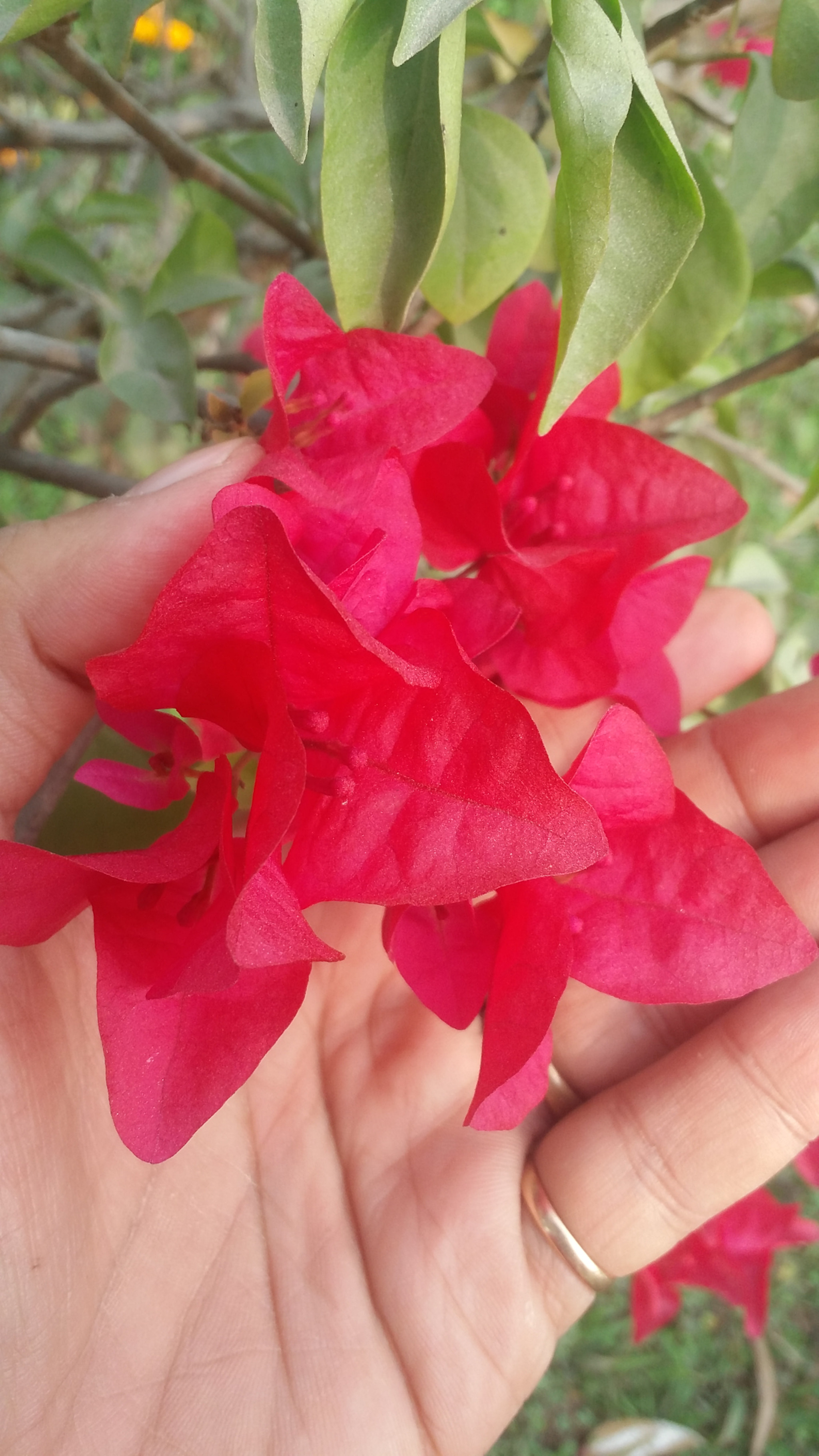 Samsung Galaxy E7 sample photo