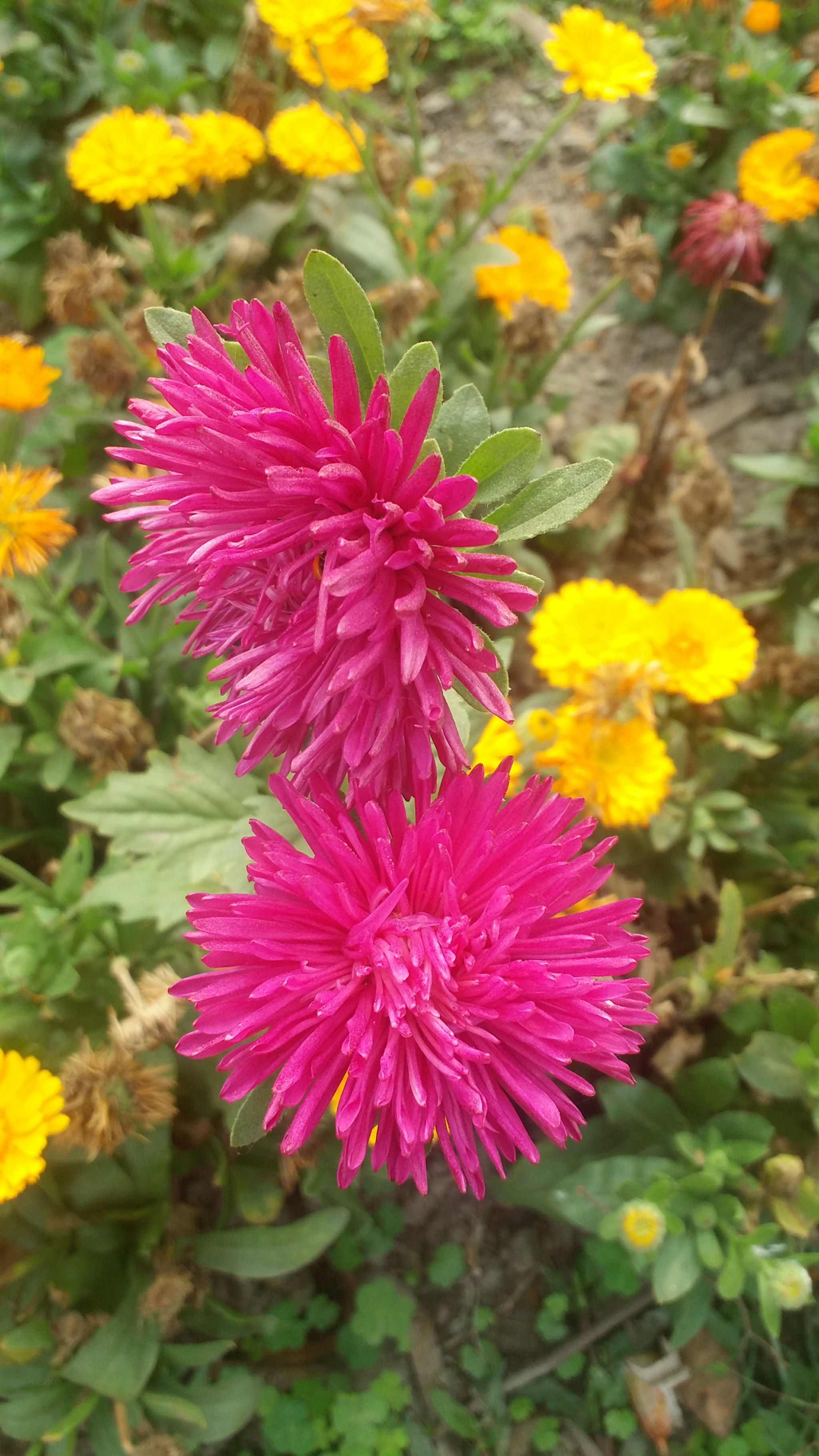 Samsung Galaxy E7 sample photo