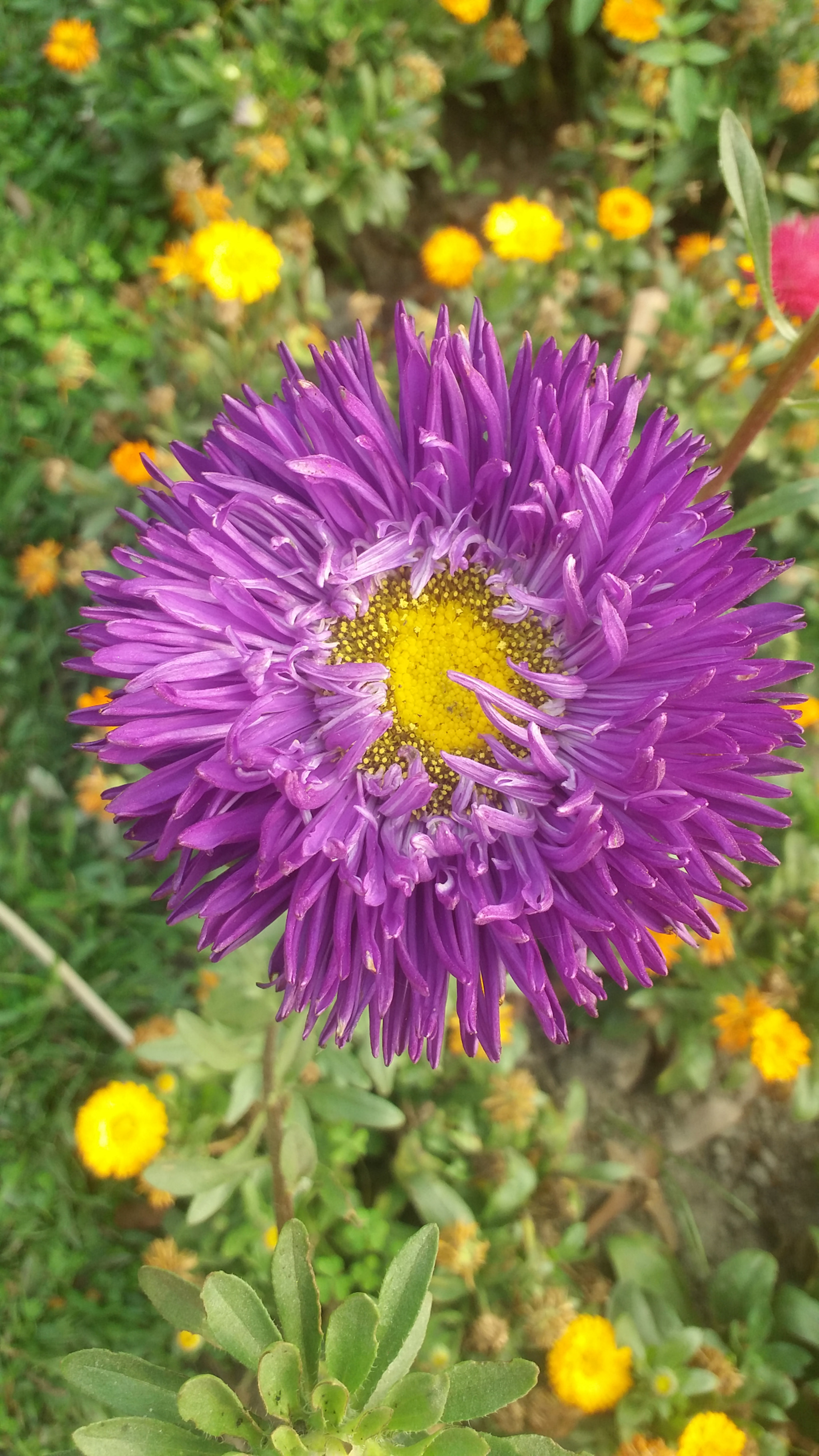 Samsung Galaxy E7 sample photo