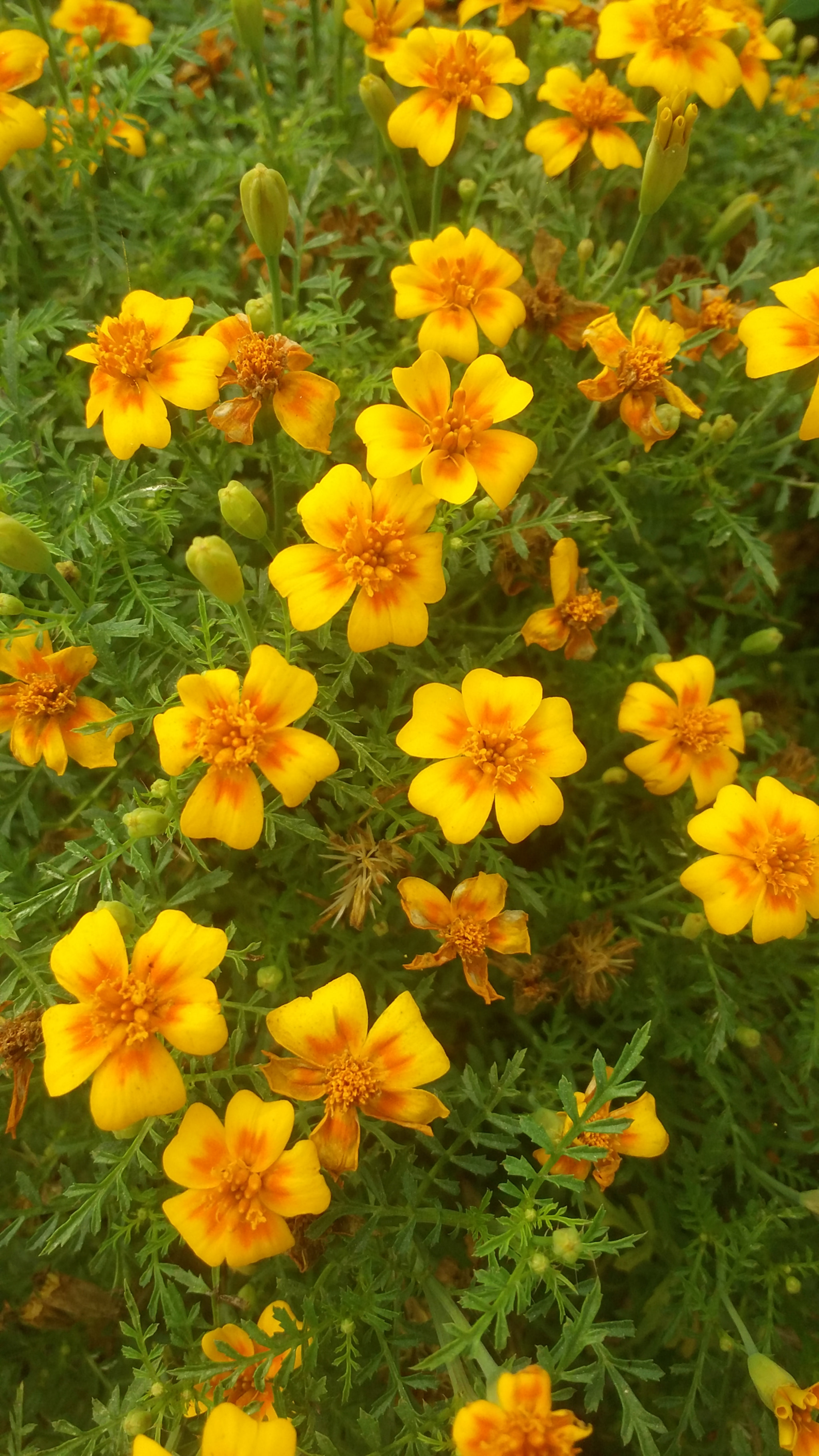 Samsung Galaxy E7 sample photo