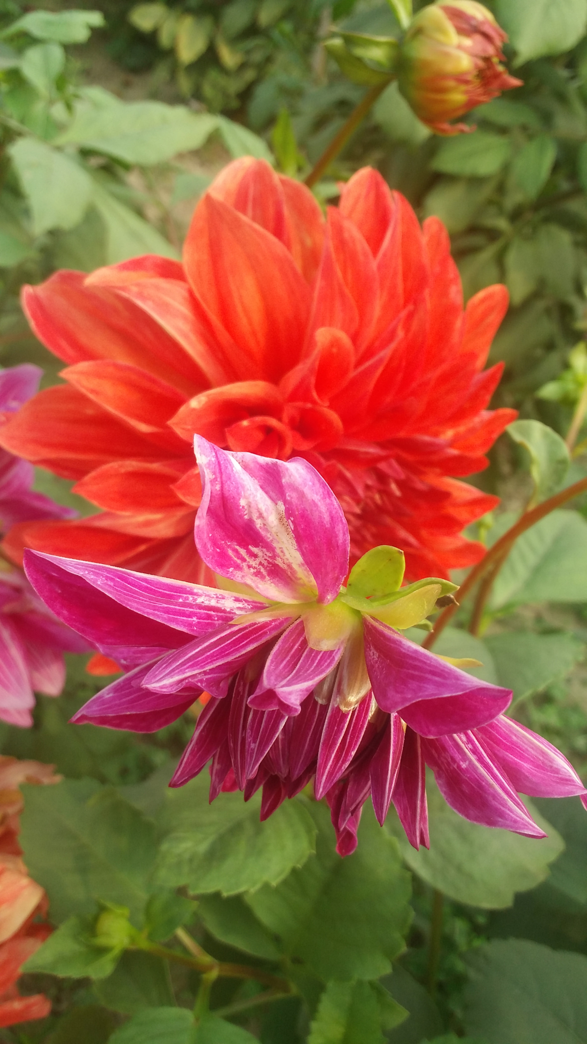 Samsung Galaxy E7 sample photo