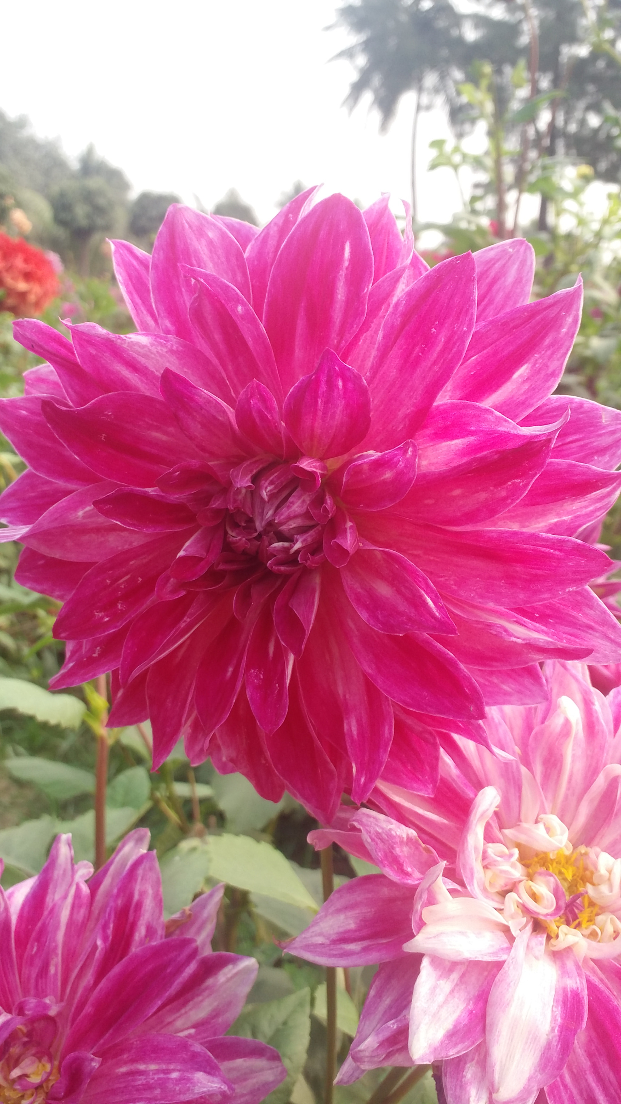 Samsung Galaxy E7 sample photo