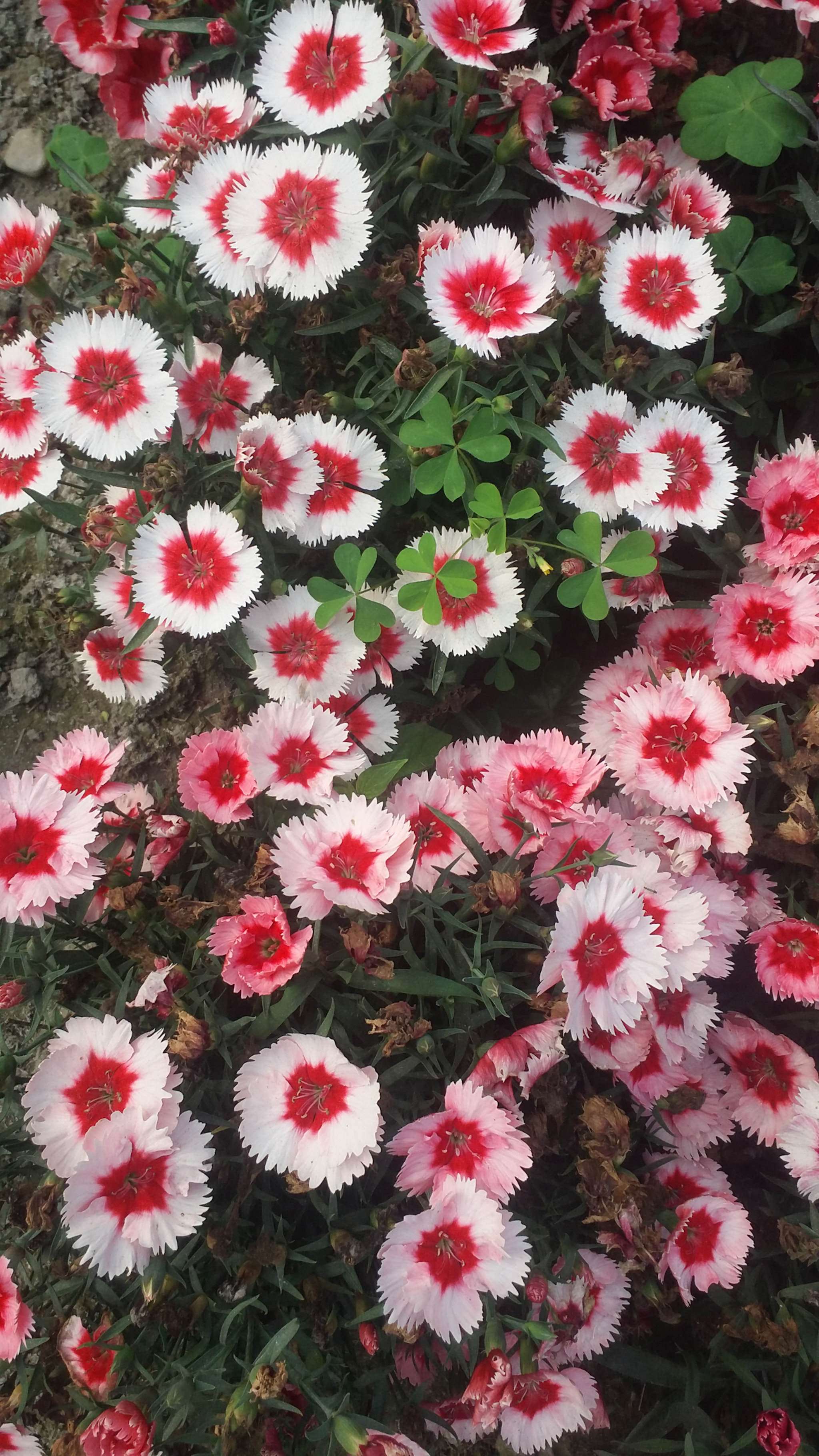 Samsung Galaxy E7 sample photo