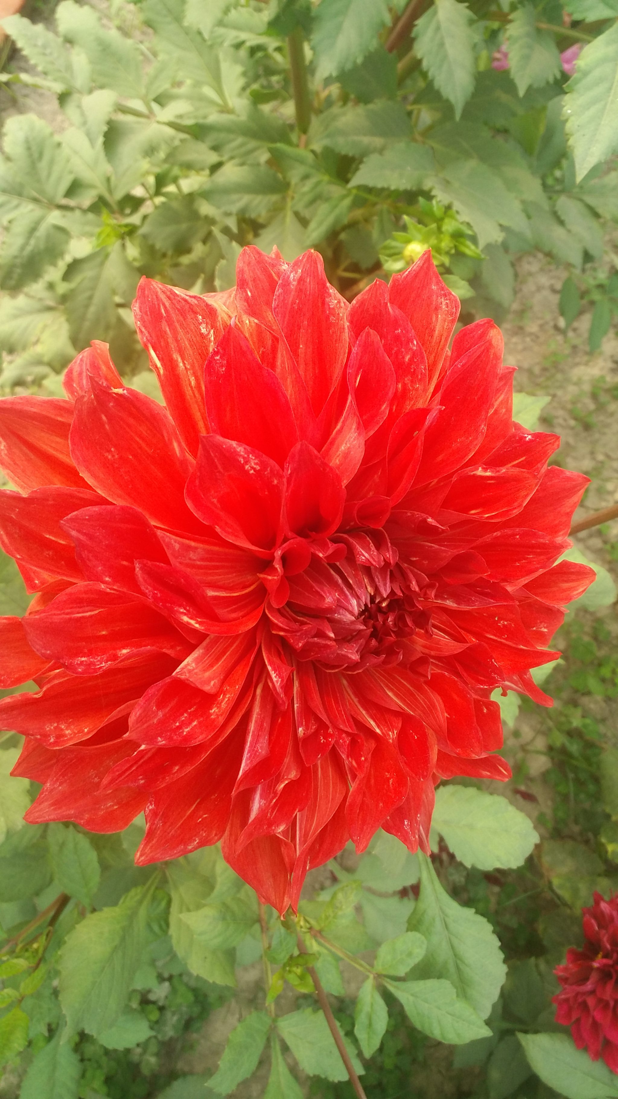 Samsung Galaxy E7 sample photo