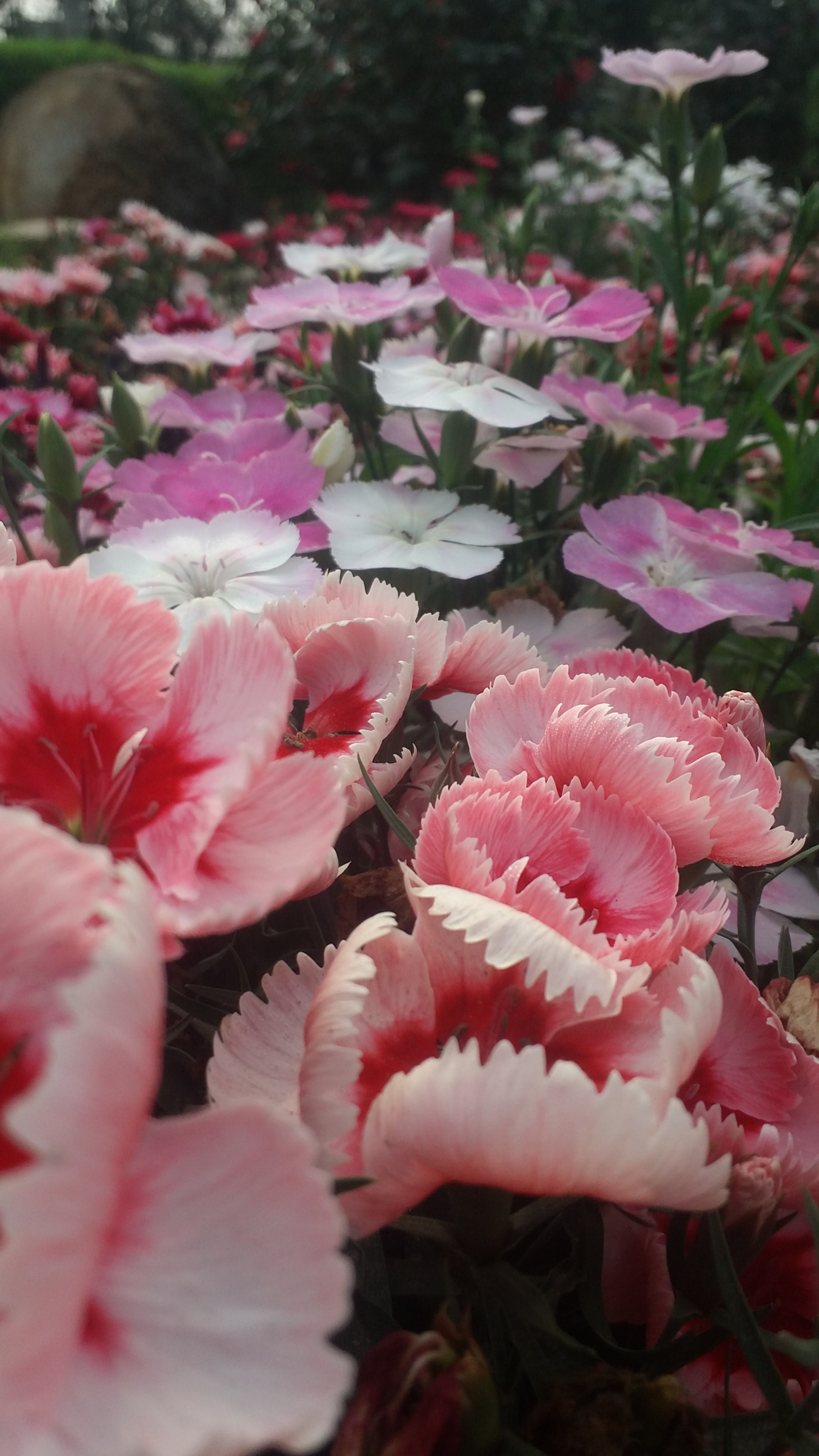 Samsung Galaxy E7 sample photo