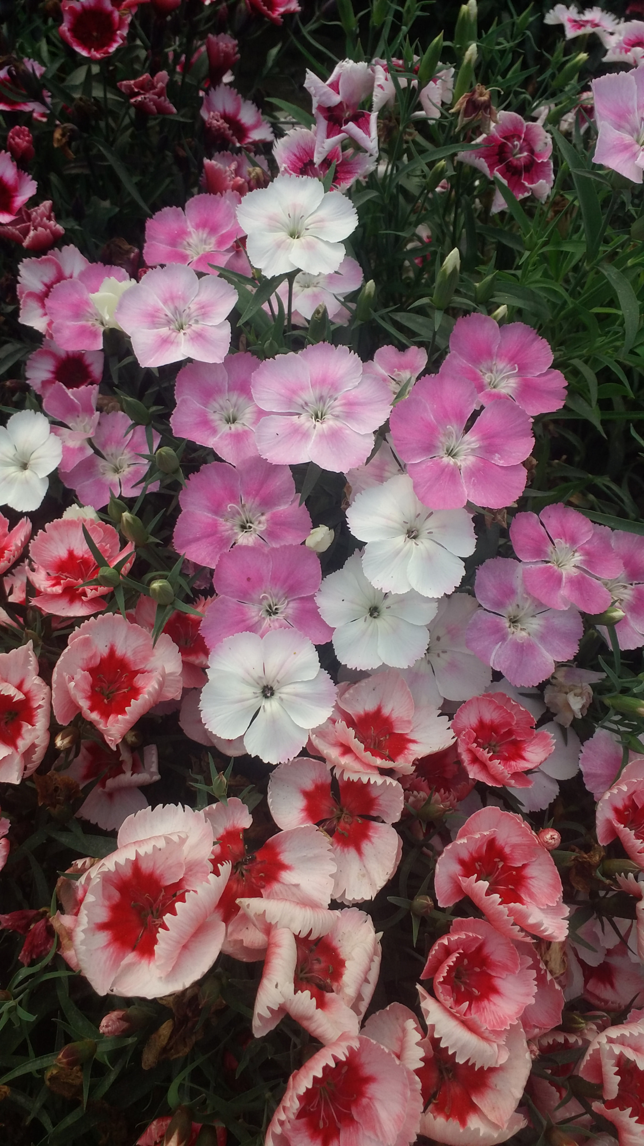 Samsung Galaxy E7 sample photo