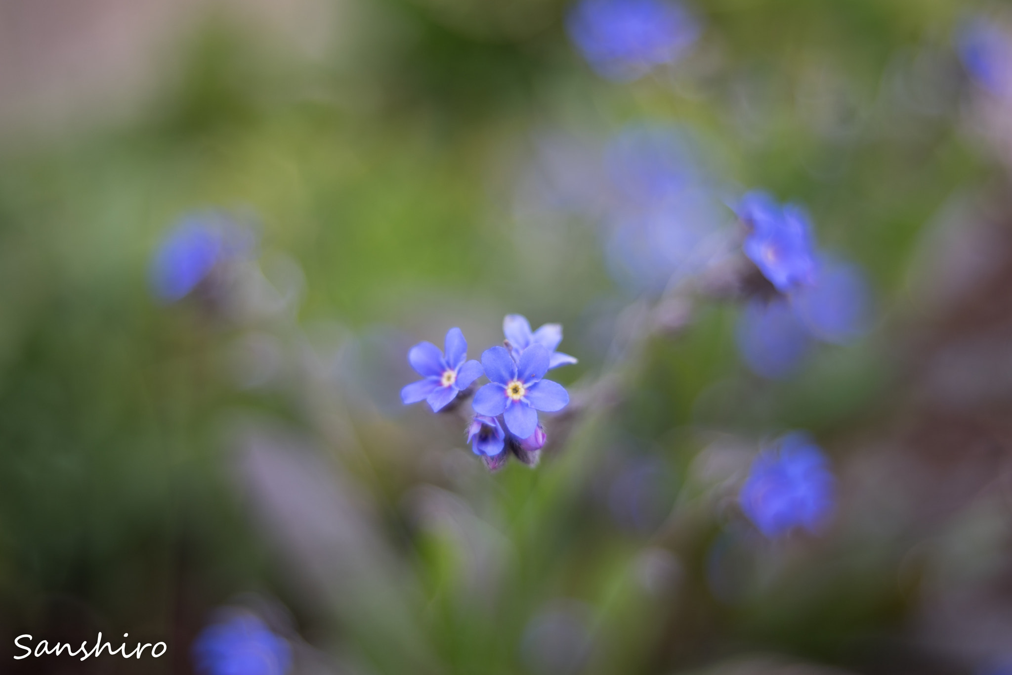 Sony a7 II sample photo. Untitled photography