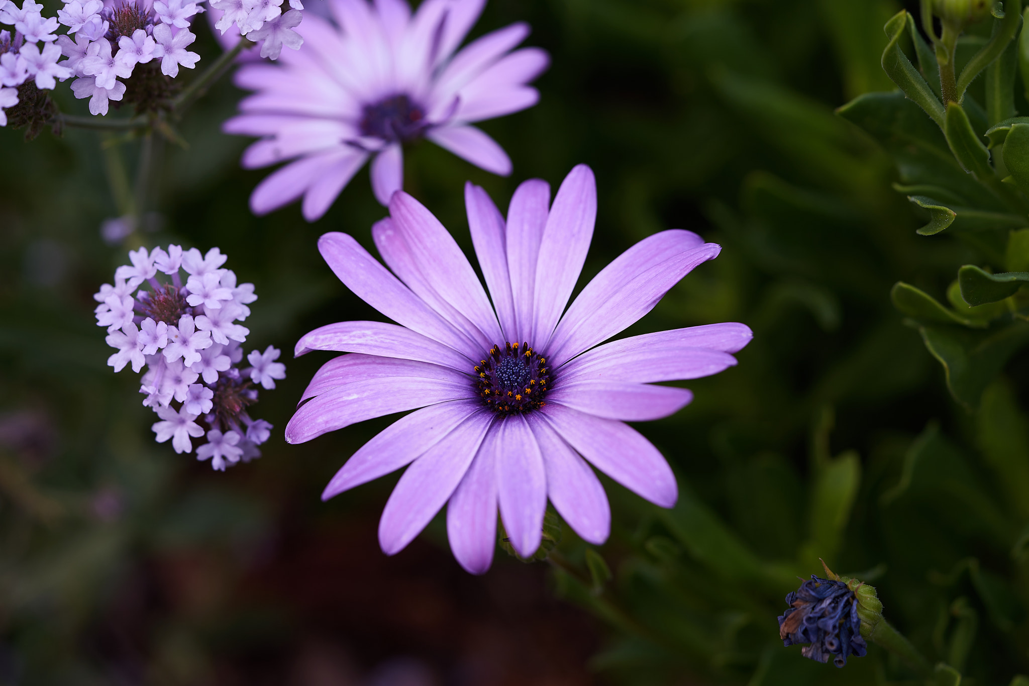 Sony a7 + Sony FE 90mm F2.8 Macro G OSS sample photo. Wa_170313_6 photography
