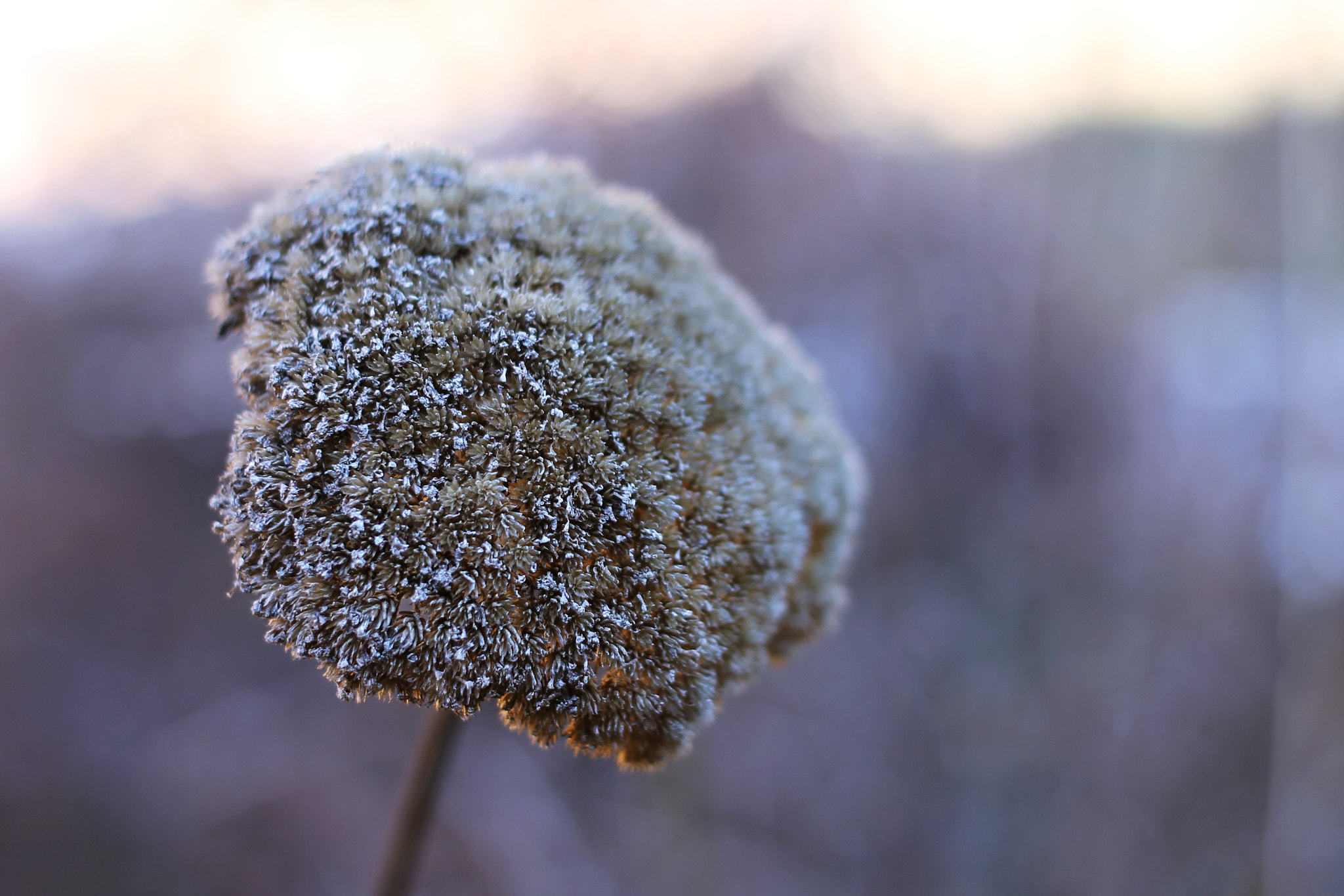 Canon EF 40mm F2.8 STM sample photo. ... e le emozioni continuarono a vibrare nella mia mente. photography