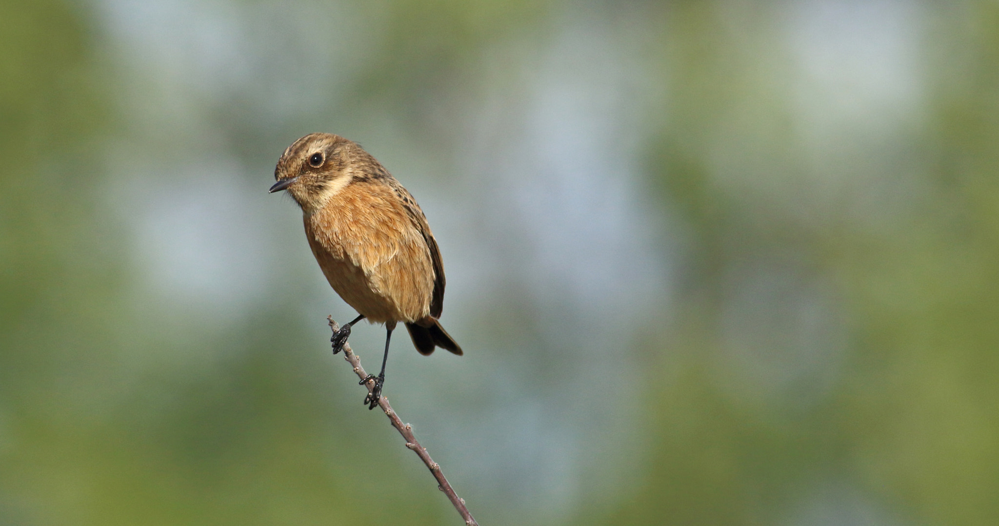 Canon EOS 7D Mark II + Canon EF 400mm F5.6L USM sample photo. Female of the species photography