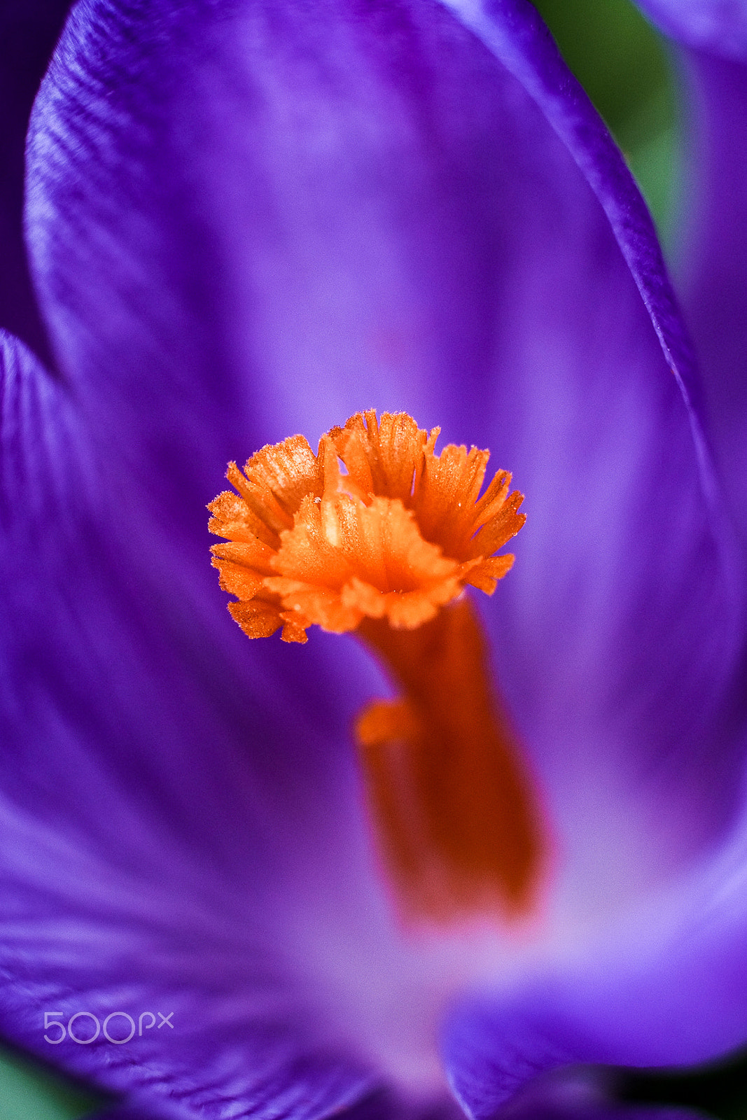 Fujifilm X-T1 + Fujifilm XF 60mm F2.4 R Macro sample photo. Crocus..intimité florale !! photography