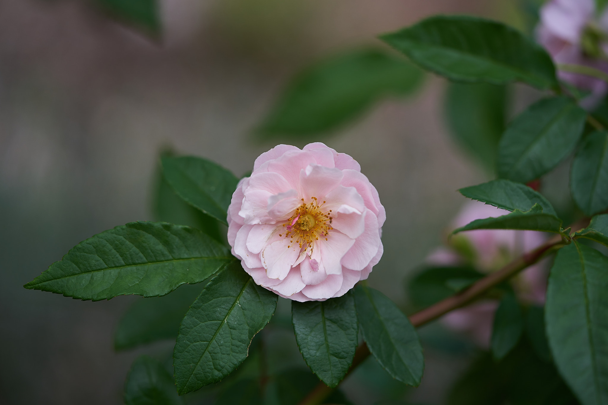 Sony a7 + Sony FE 90mm F2.8 Macro G OSS sample photo. Wa_170313_3 photography