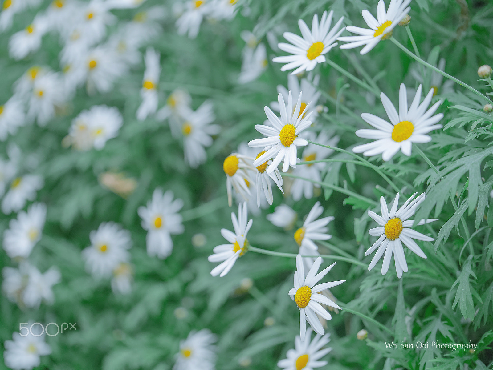 Panasonic Lumix DMC-GX7 sample photo. Summer garden 03 photography