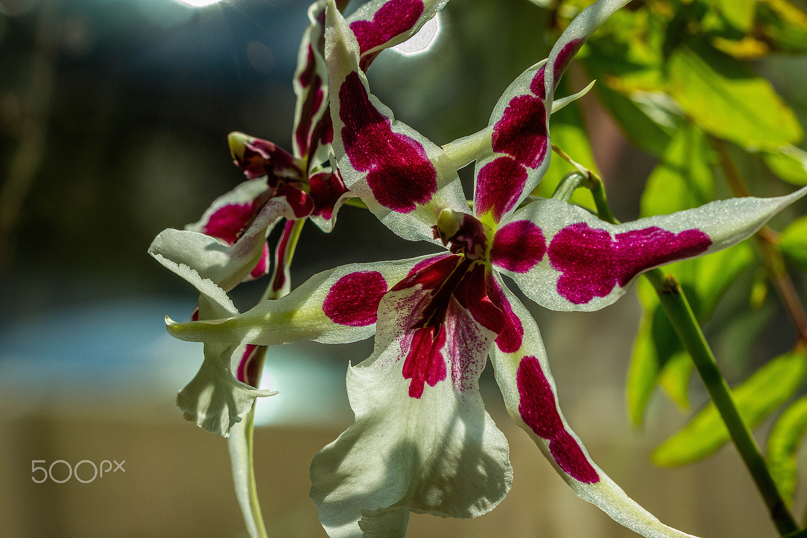 Canon EF 100mm F2.8 Macro USM sample photo. Spotted beans (cambria sp.) photography