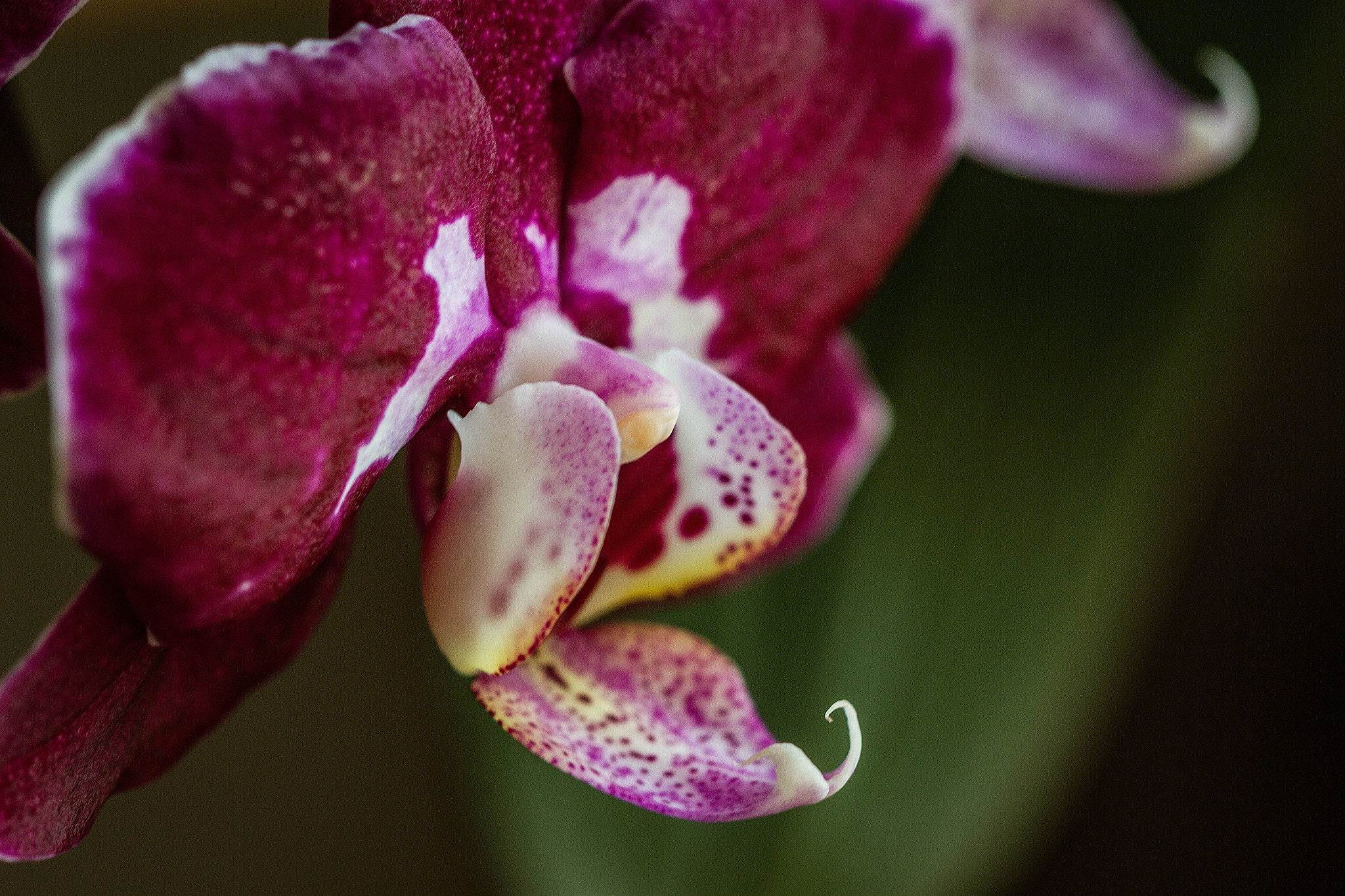 Canon EF 100mm F2.8 Macro USM sample photo. Hawked butterfly (phalaenopsis sp.) photography