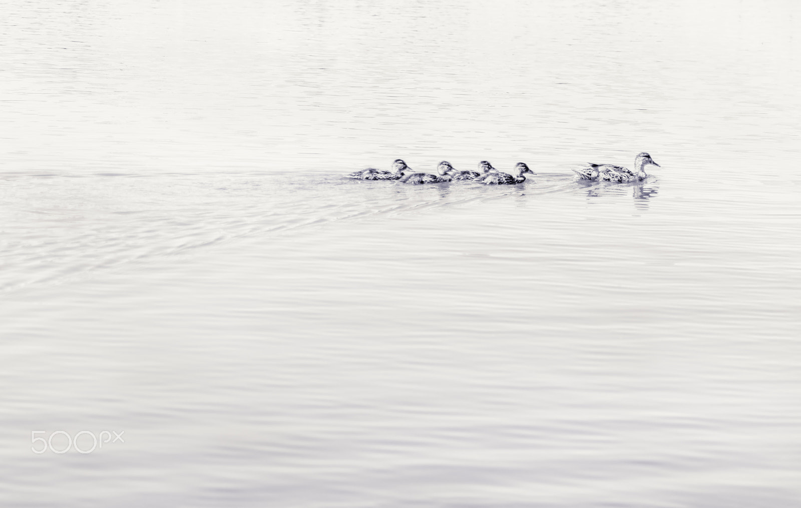 Nikon D3200 sample photo. Wild duck with ducklings swimming photography