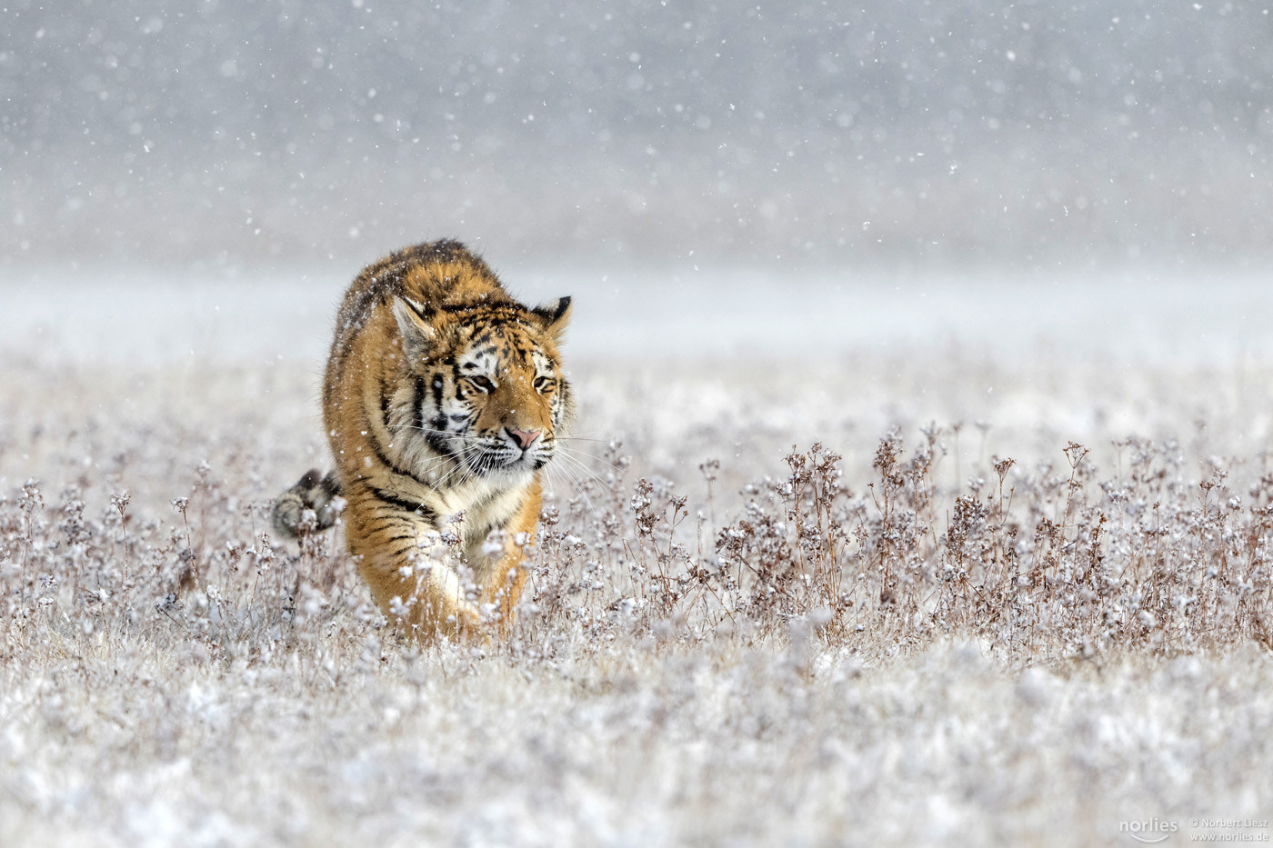 Canon EOS 7D Mark II + Canon EF 200-400mm F4L IS USM Extender 1.4x sample photo. Walking through the snow photography