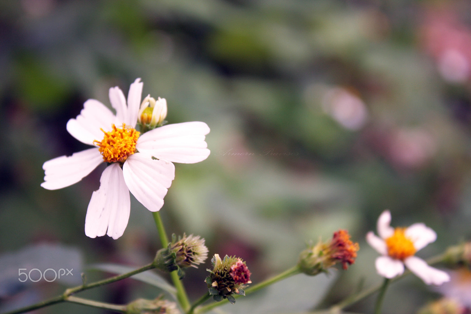 Canon EOS 40D sample photo. Cute white flower. photography